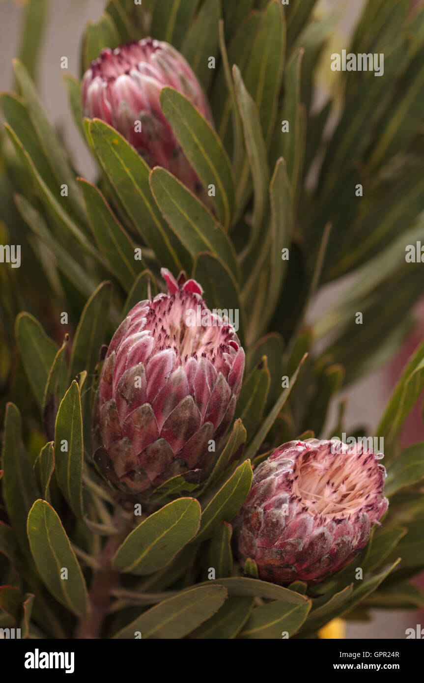 Princess rose bouquet de fleurs grandiceps de protea à un marché de fermiers en été Banque D'Images