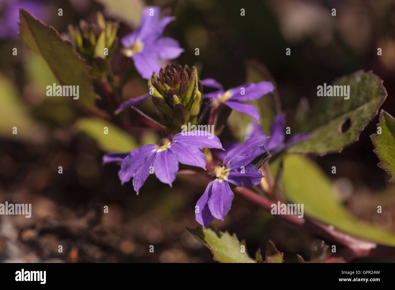 Verveine violette fleur sur fond vert dans un jardin d'été Banque D'Images