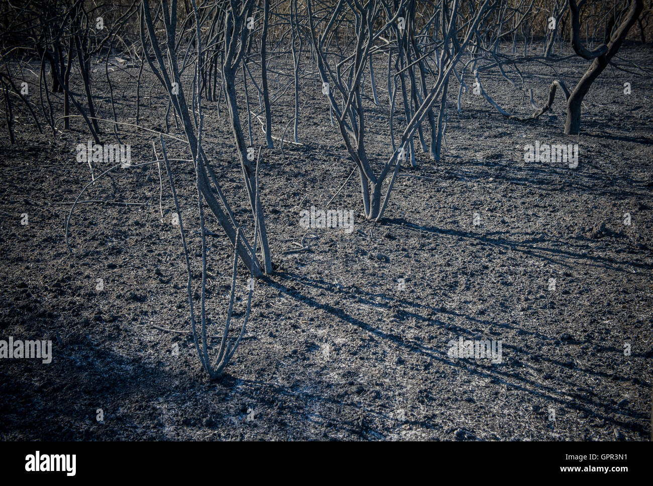 Brûlé d'arbustes et de terre brûlée après feu blaze détail Banque D'Images