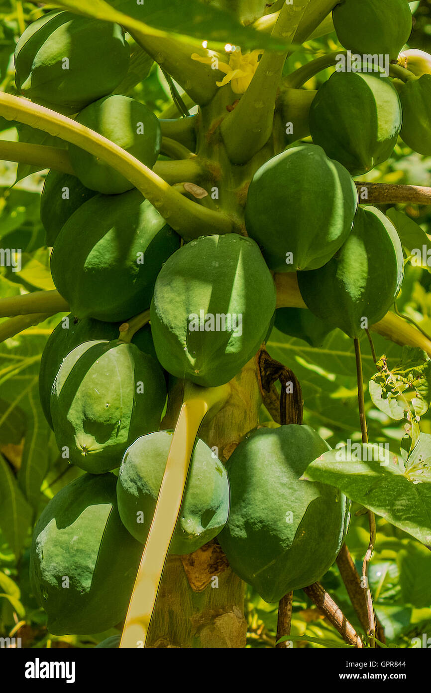 Papayer (Carica papaya) Dominique Antilles Banque D'Images