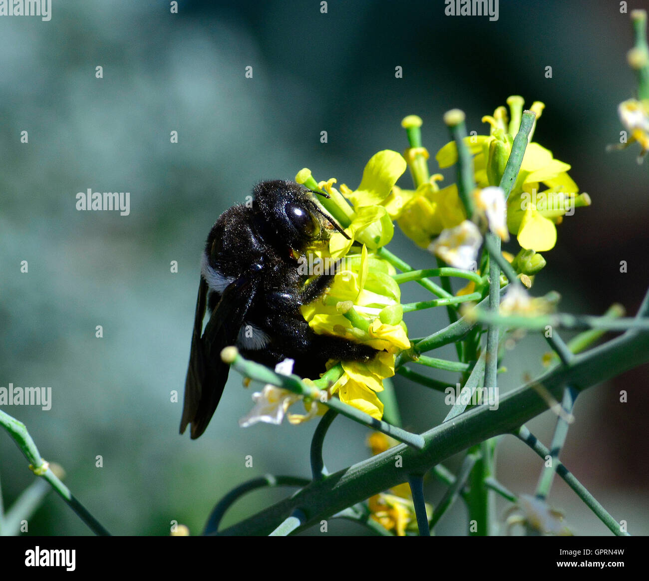 Le noir et blanc abeille charpentière (Xylocopa) a de grands yeux noirs comme des images d'un étranger. Écologiquement importants pollinisateurs actifs Banque D'Images