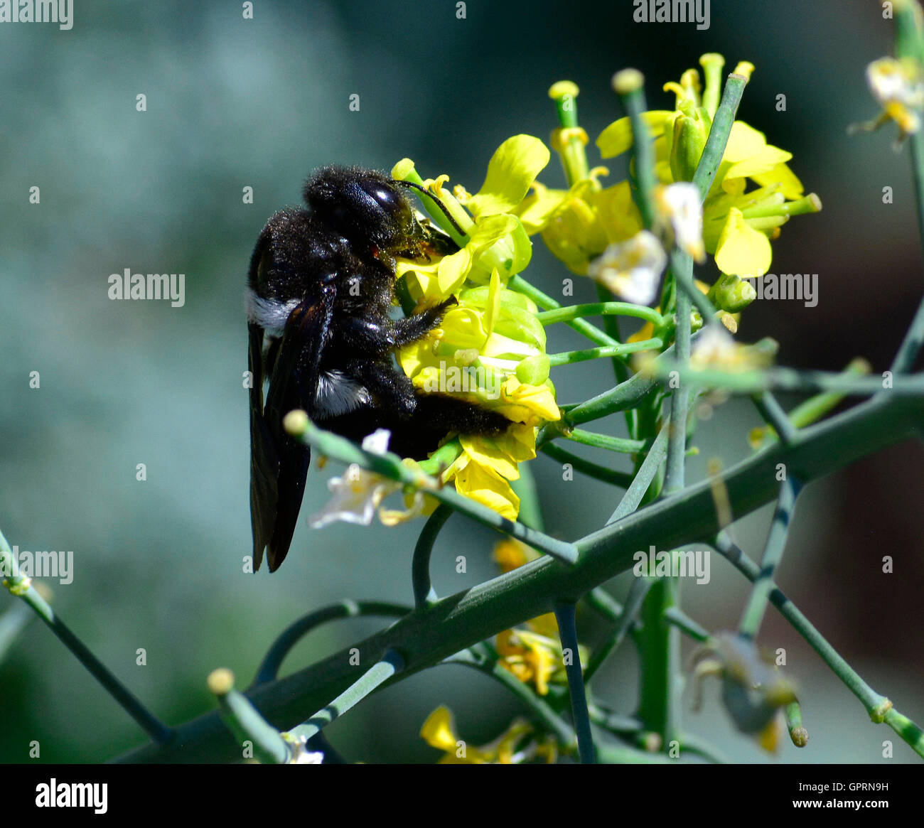 Le noir et blanc abeille charpentière (Xylocopa) a de grands yeux noirs comme des images d'un étranger. Écologiquement importants pollinisateurs actifs Banque D'Images