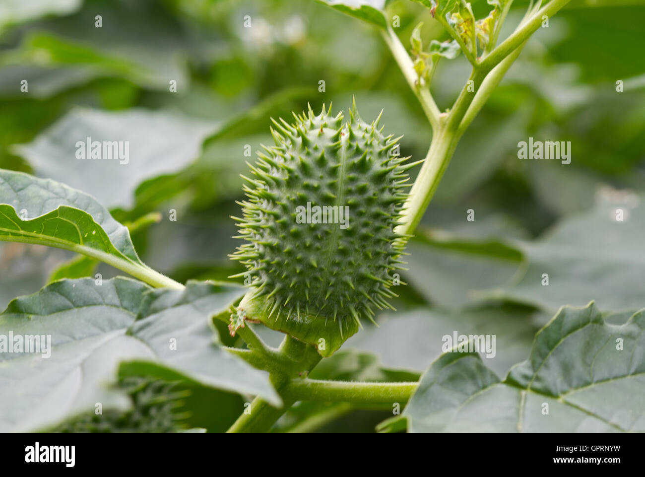 Capsule de Thornapple (Datura stramonium), également connu sous le nom de datura stramoine ou Devil's snare, Datura stramonium Banque D'Images