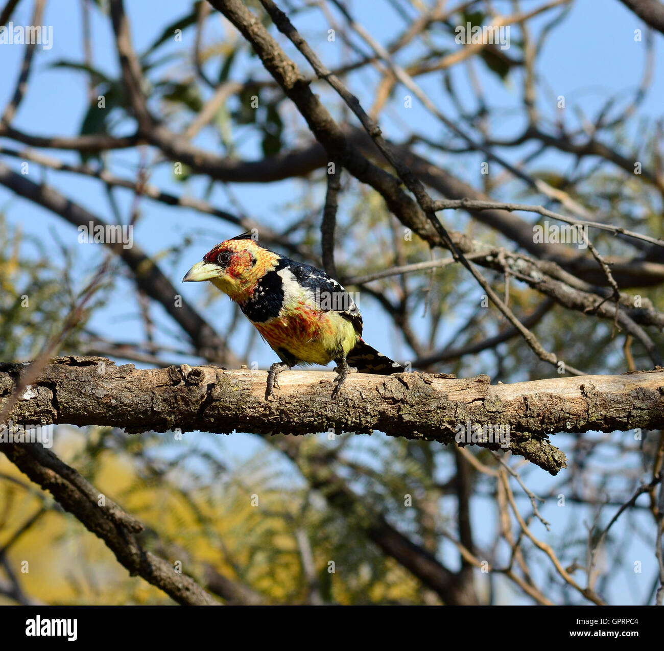 Barbican promépic (Trachyphonus vaillantii) mâle. Les oiseaux chanteurs chanter en duo. Manger des fruits colorés oiseau jaune noir orange Banque D'Images