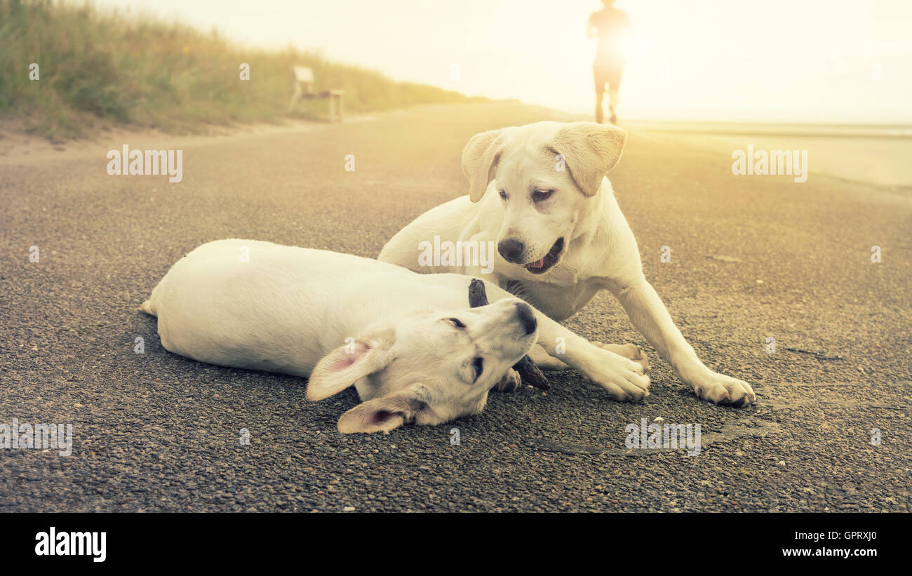 Deux mignon chiots labrador jouer ensemble Banque D'Images
