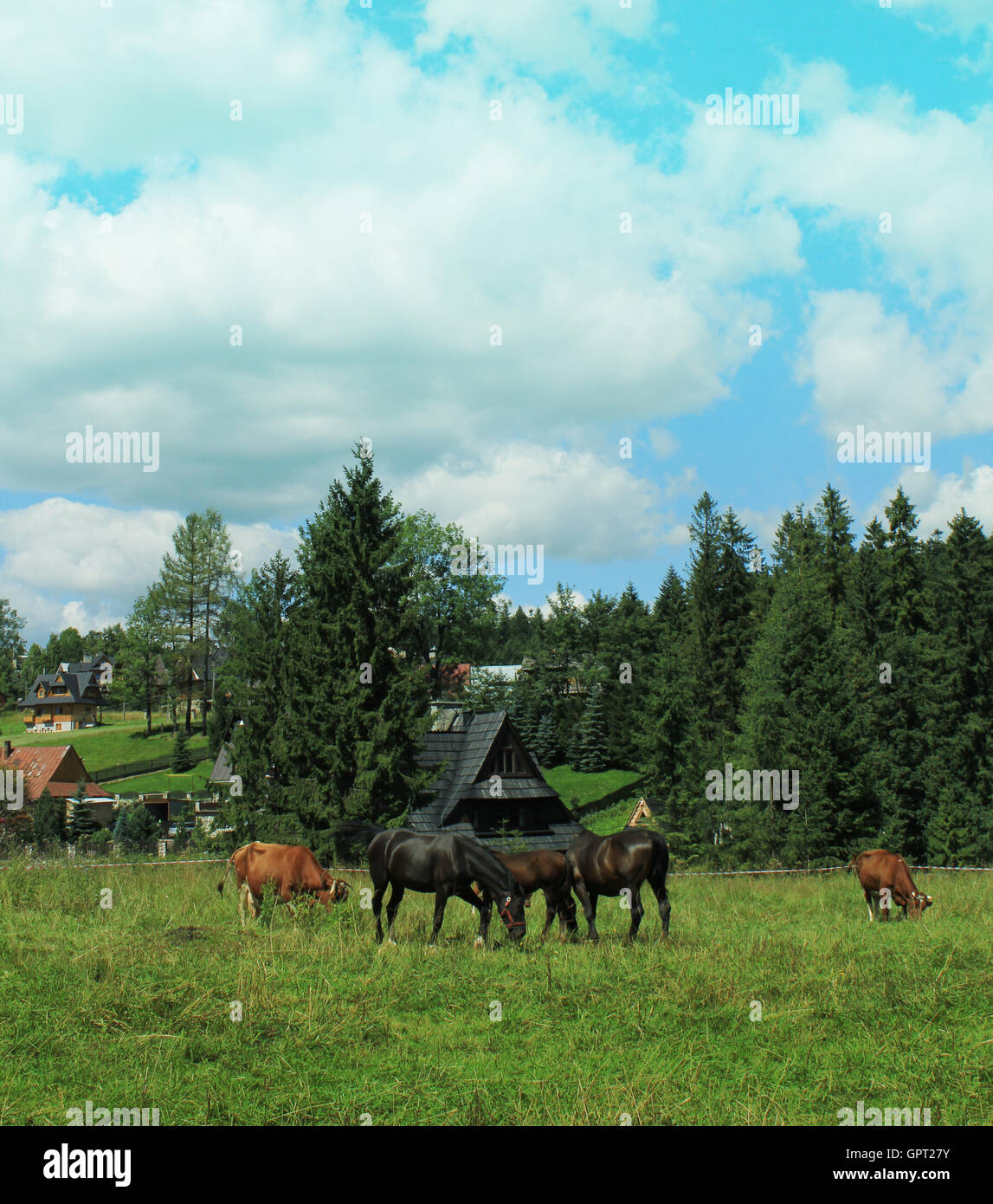 Troupeau de chevaux et de vaches broutant dans un pré en automne Banque D'Images Troupeau de chevaux et de vaches broutant dans un pré en automne Banque D'Images