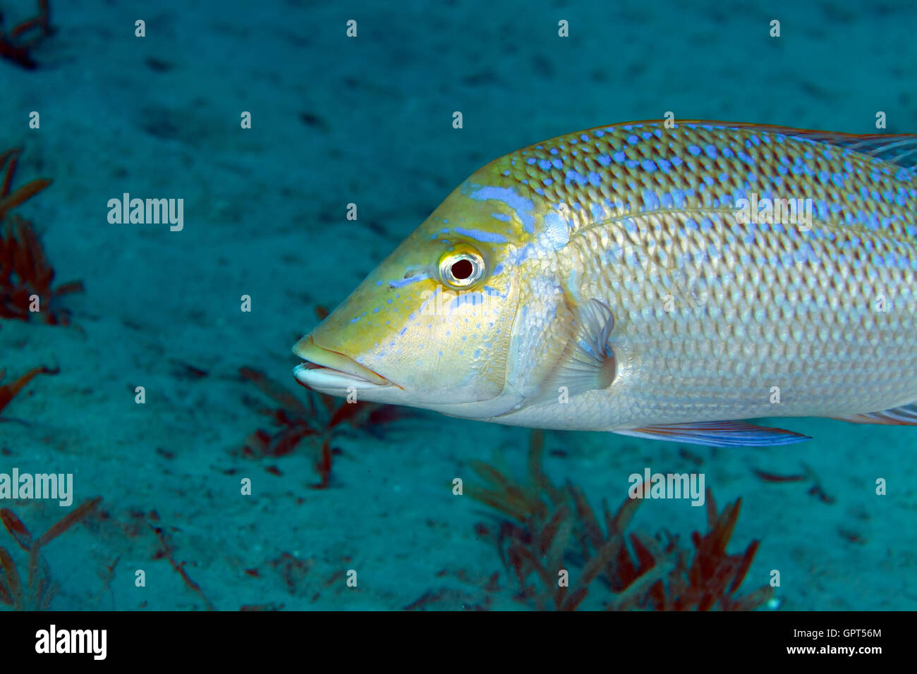 L'empereur (lethrinus nebulosus étoilé) dans la mer Rouge. Banque D'Images