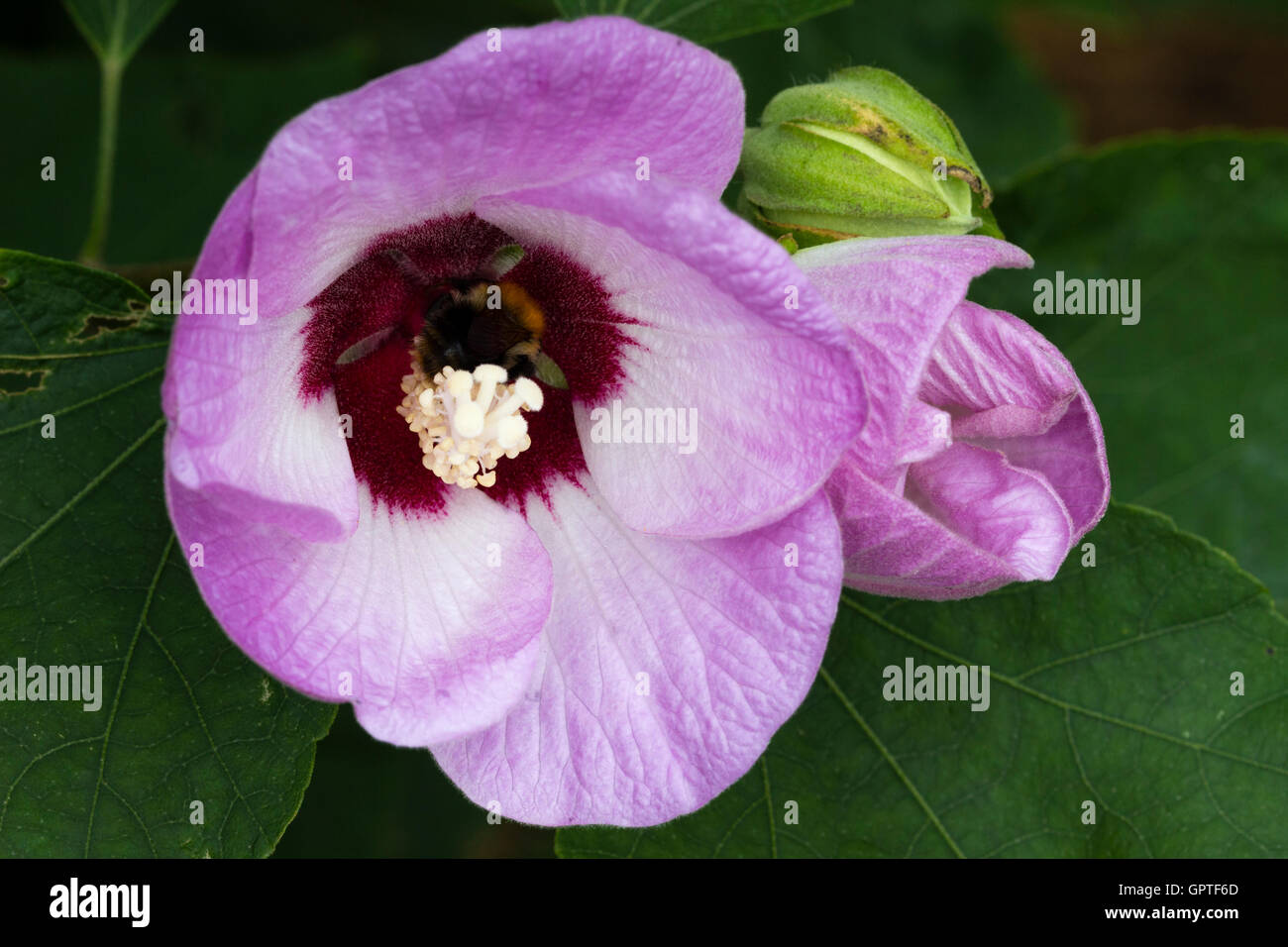 La gorge noire et blanc étamines au centre de la fin de l'arbuste à fleurs, Hibiscus sinosyriacus 'Lilac Queen'. Banque D'Images