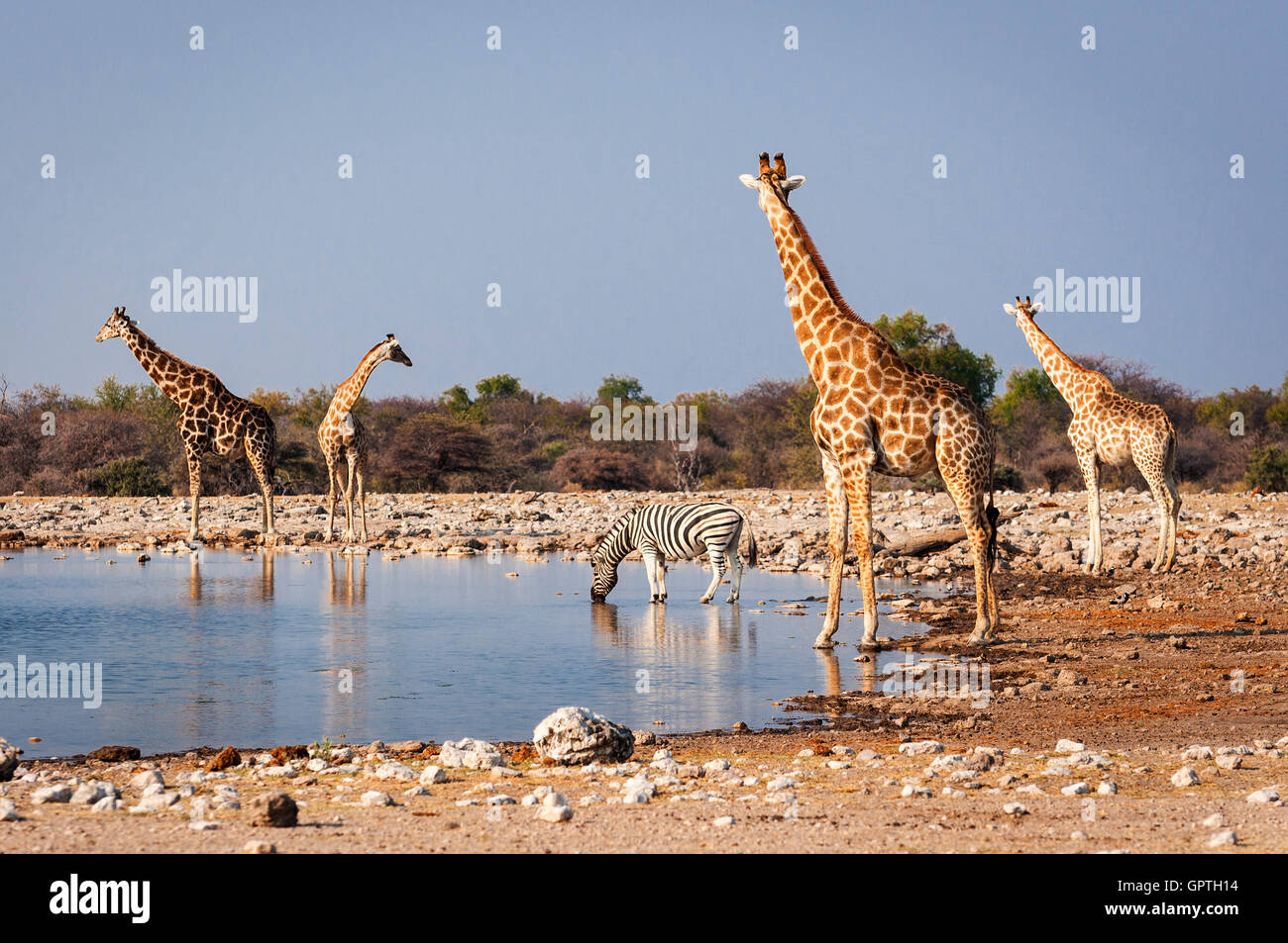 Groupe d'animaux sauvages à proximité d'un étang dans le Parc National d'Etosha, en Namibie ; le concept de voyage en Afrique et safari Banque D'Images Groupe d'animaux sauvages à proximité d'un étang dans le Parc National d'Etosha, en Namibie ; le concept de voyage en Afrique et safari Banque D'Images