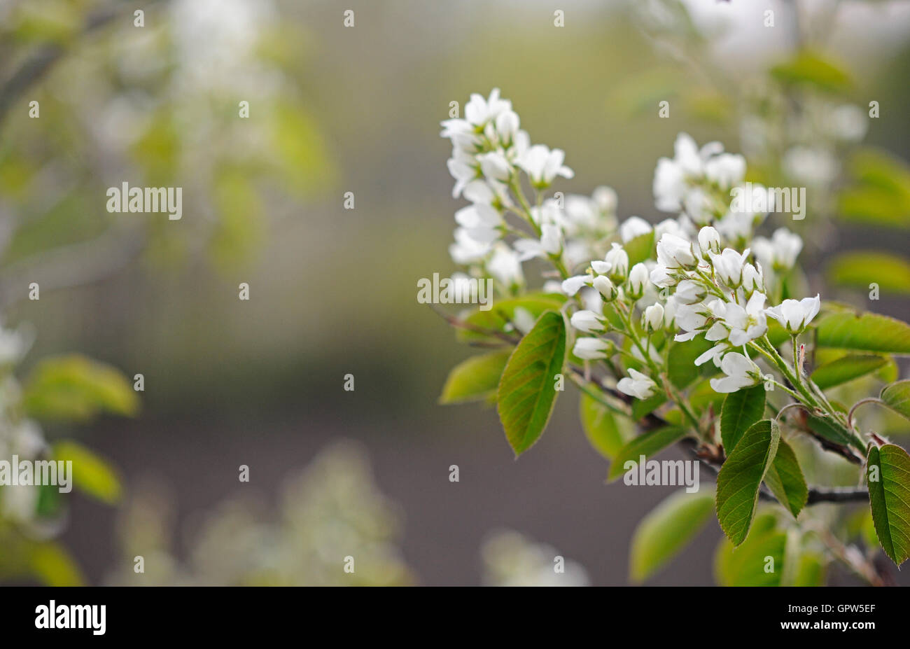 Apple Blossom Banque D'Images