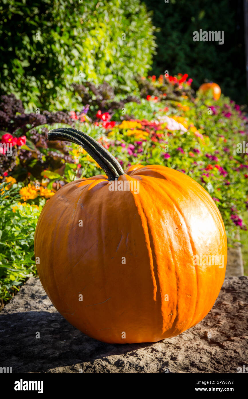 Un parfait orange citrouille reposant sur un mur de pierre contre un décor floral. Banque D'Images