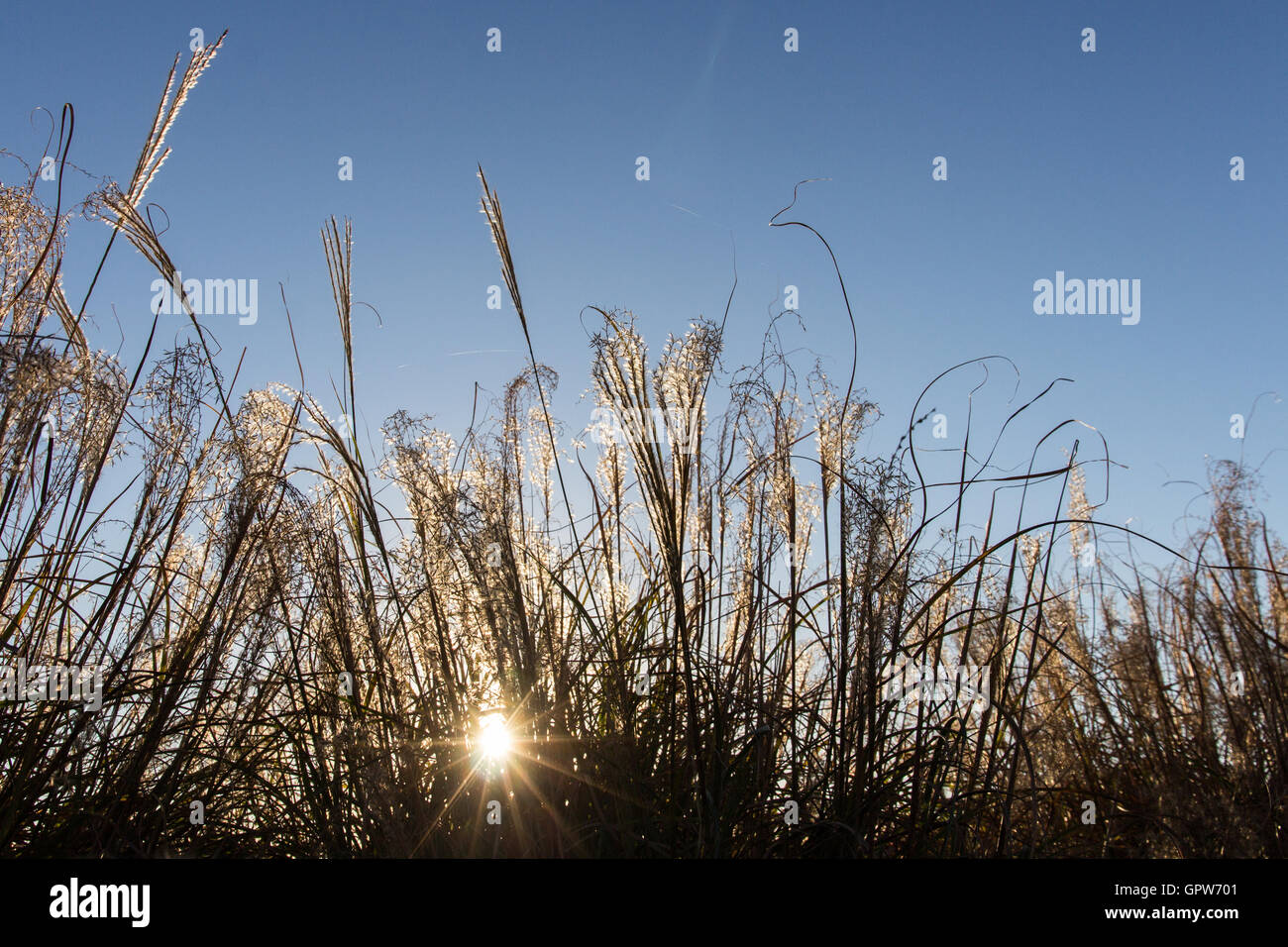 Le soleil qui éclate à travers les hautes herbes sèches, automne contre un ciel bleu clair. Banque D'Images
