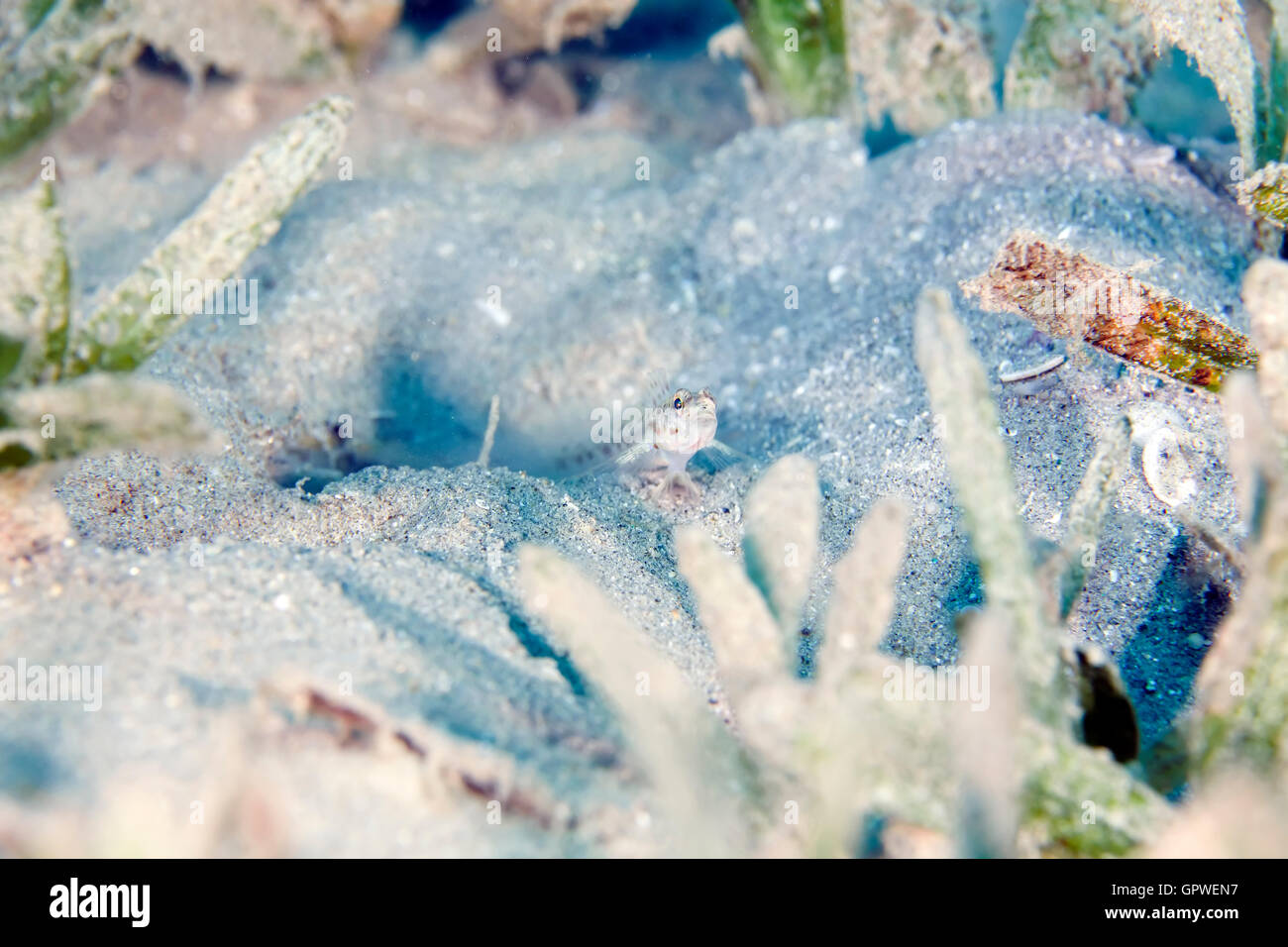 (Shrimpgoby ctenogobiops maculosus) dans la mer Rouge. Banque D'Images