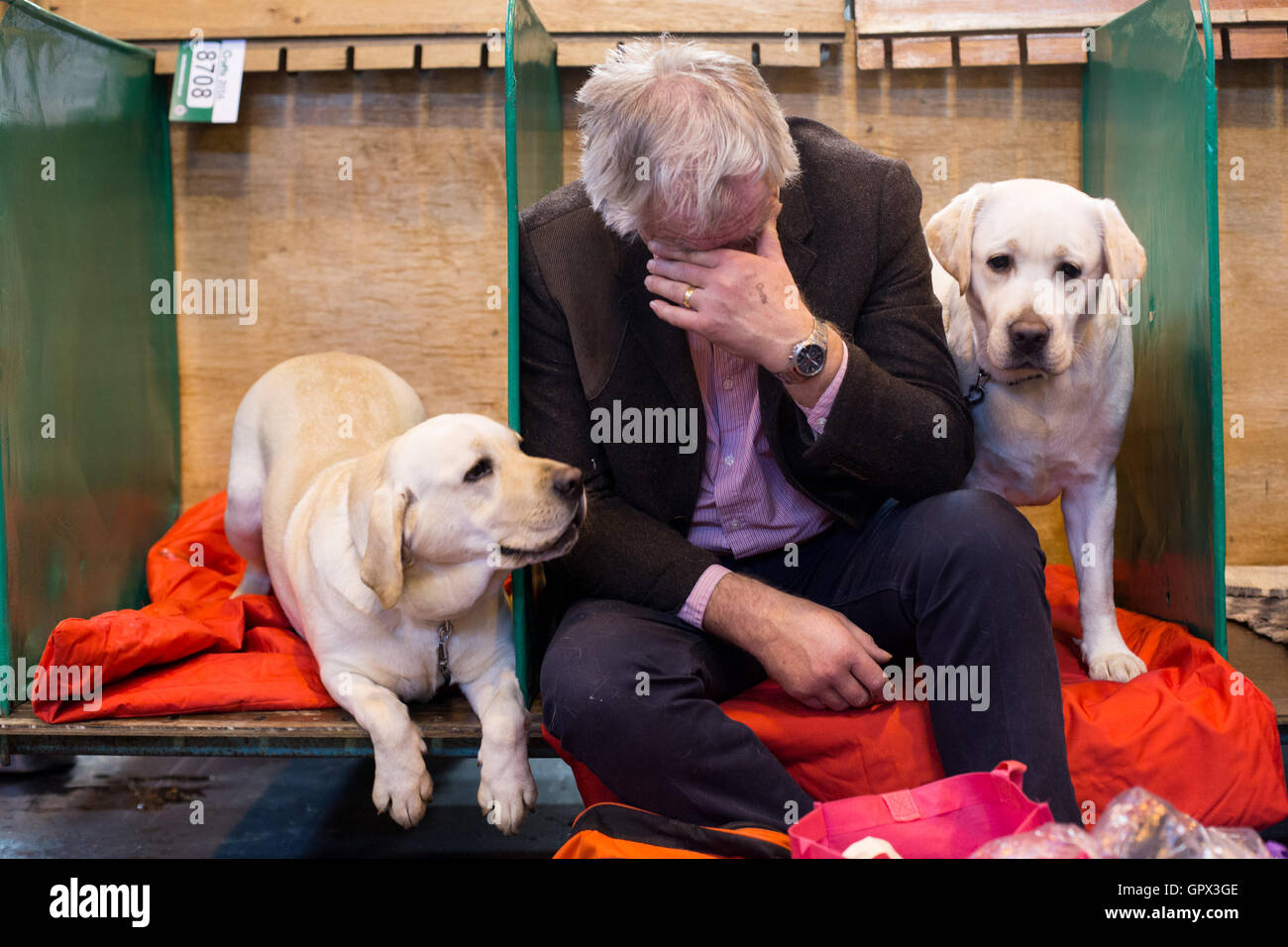 Un épuisé apparaissant propriétaire est harcelé par ses deux labradors à crufts 2016 tenue au NEC de Birmingham, West Midlands, Royaume-Uni. t Banque D'Images