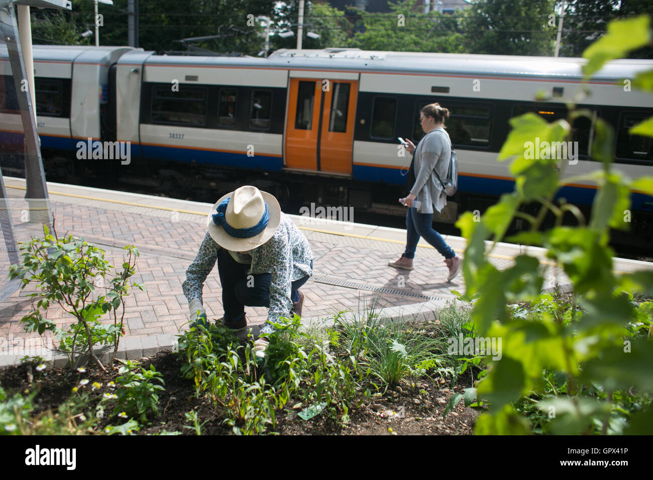 Shelagh Molloy, un résident local à Brondesbury Park d'affectation met en quelques heures de travail dans le jardin de l'énergie nouvellement terminé, w Banque D'Images