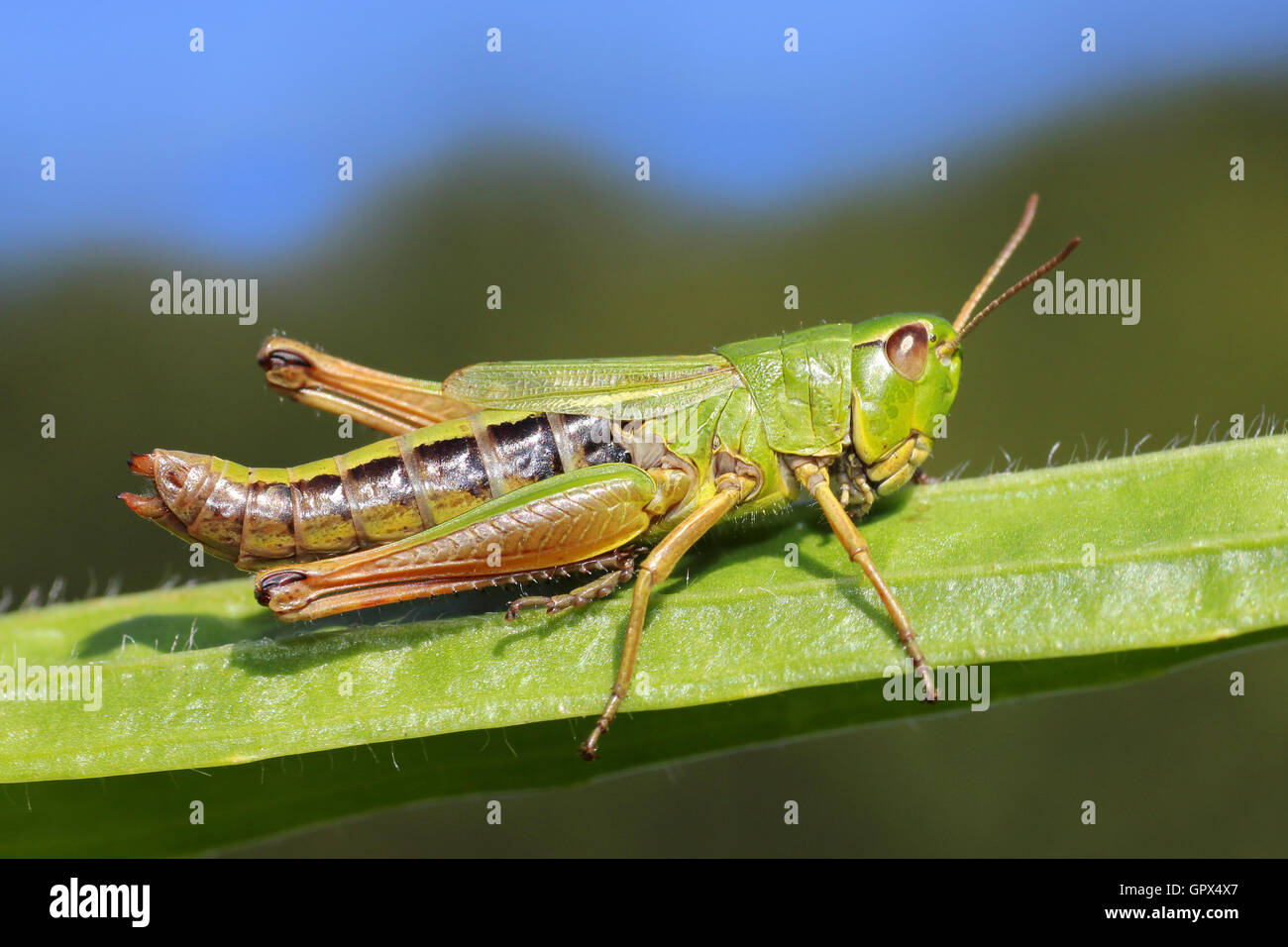 Chorthippus parallelus sauterelle Meadow Banque D'Images