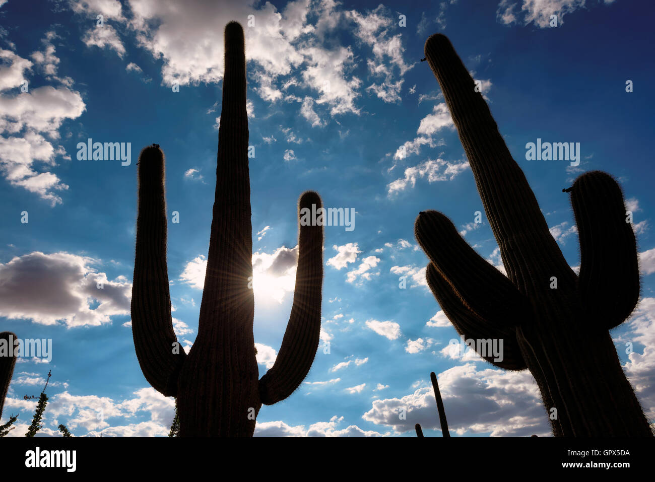 Saguaro cactus ossature, rétroéclairé par le soleil Banque D'Images