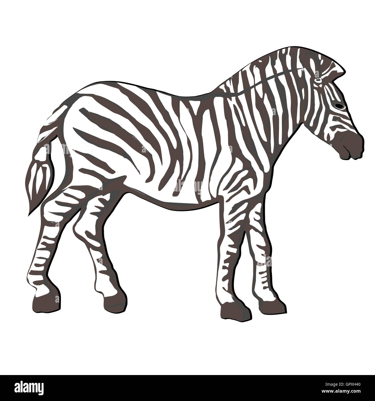 Zebra Banque D'Images