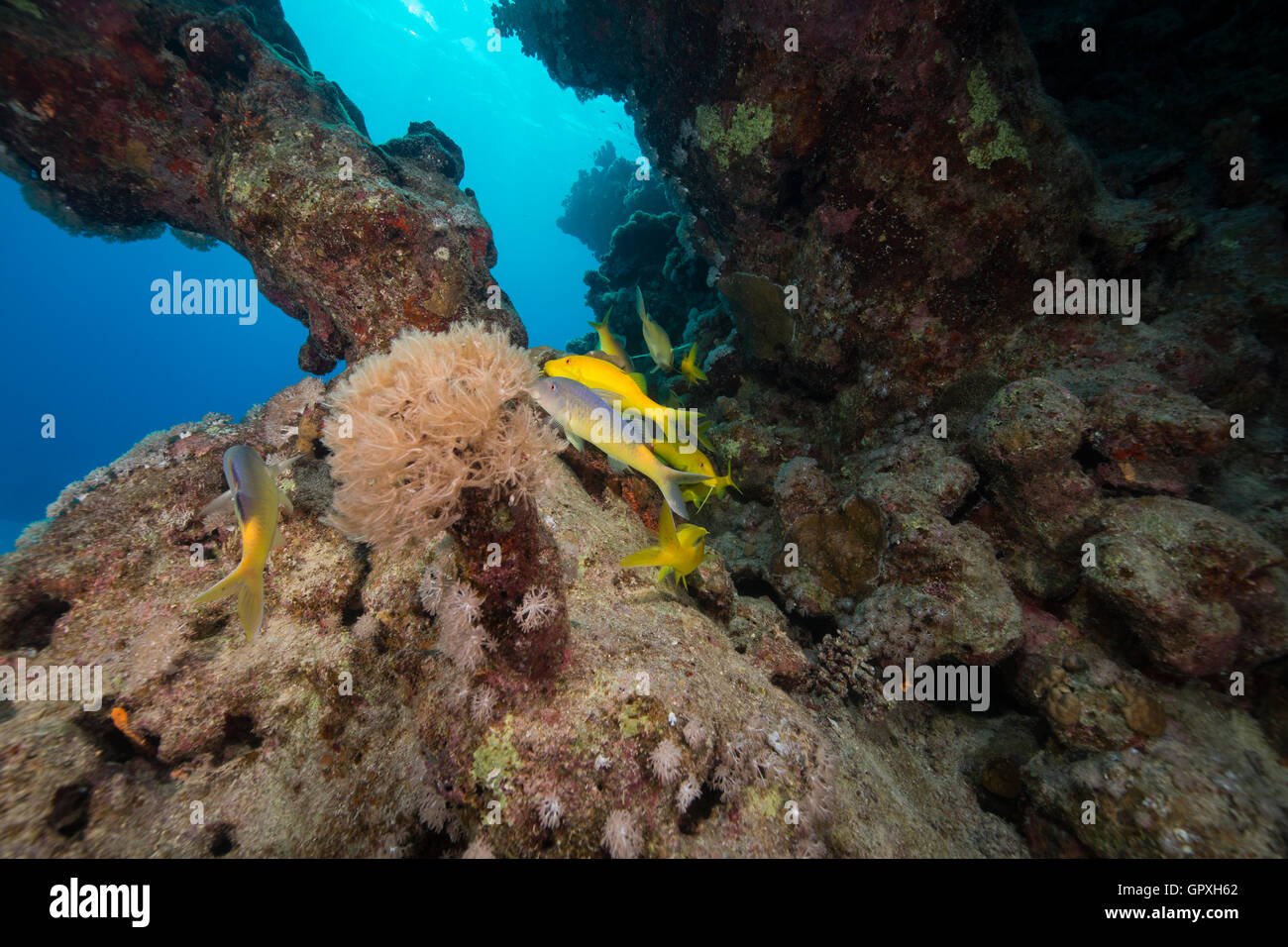 Yellowsaddle Rouge-barbet et la vie aquatique de la Mer Rouge. Banque D'Images