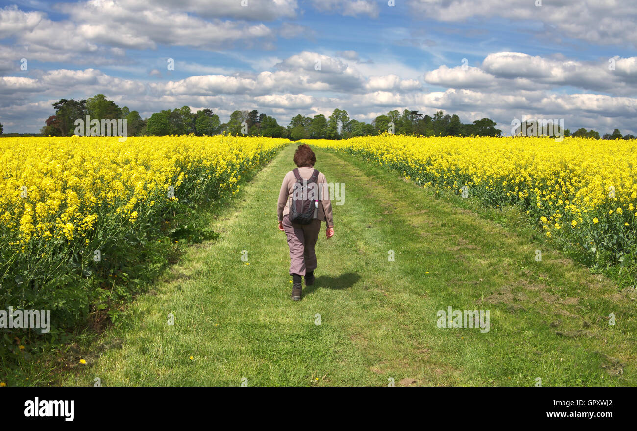 Rambler femelle marcher entre domaine de colza jaune Banque D'Images
