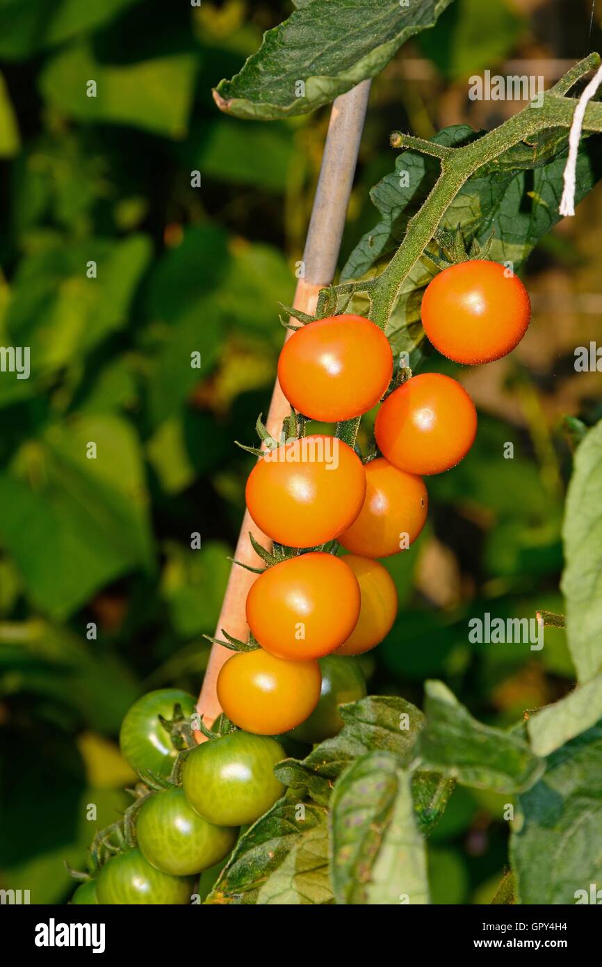 Tomates cerise Sungold croissant sur l'usine, Angleterre, Royaume-Uni, Europe de l'Ouest. Banque D'Images
