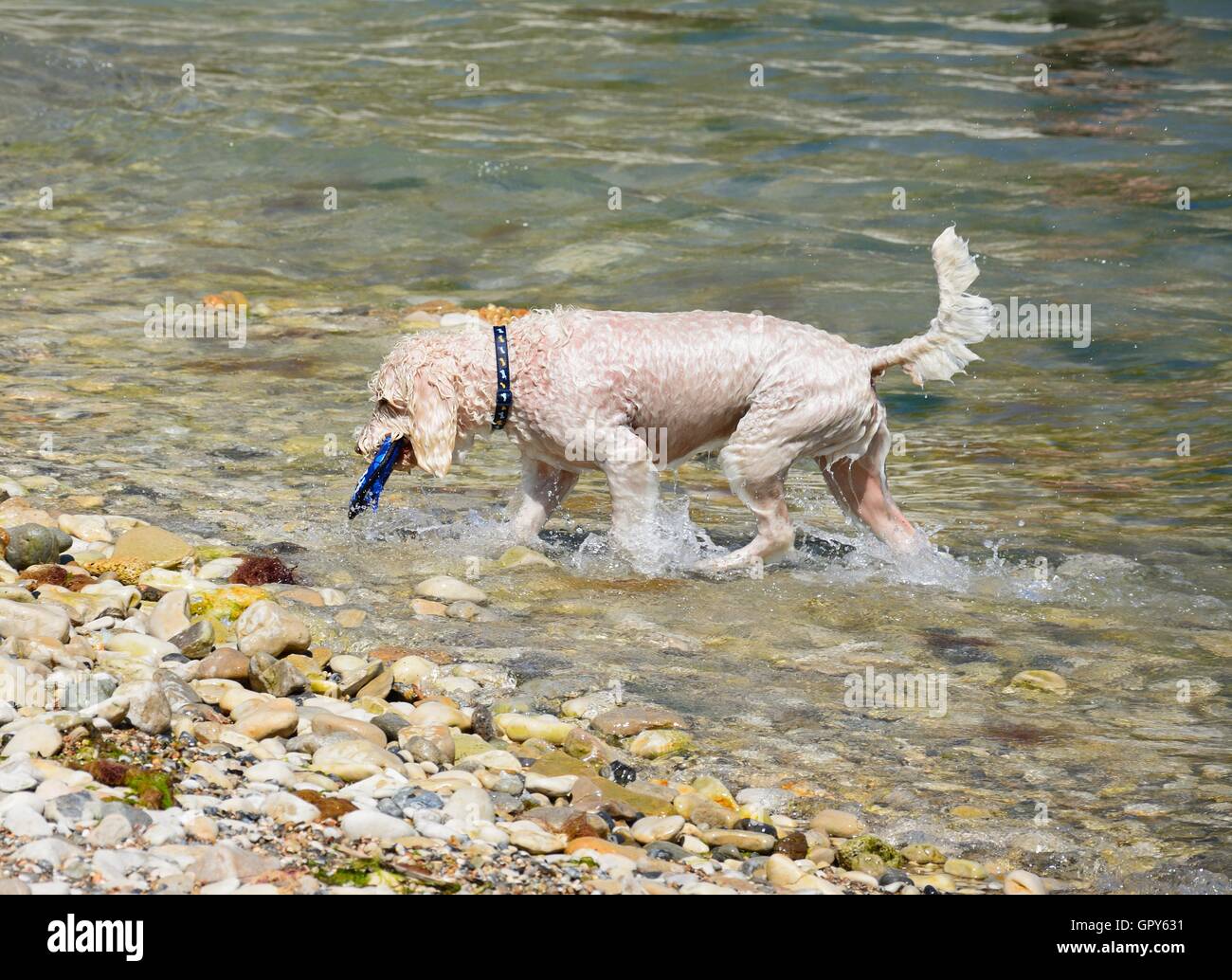 Un chien mouillé de la récupération de son jouet de la mer, crique de Lulworth Cove, Dorset, Angleterre, Royaume-Uni, Europe de l'Ouest. Banque D'Images