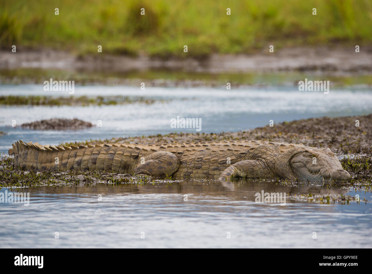 Vue latérale du crocodile du Nil pleine longueur allongée sur le bord de l'eau Banque D'Images