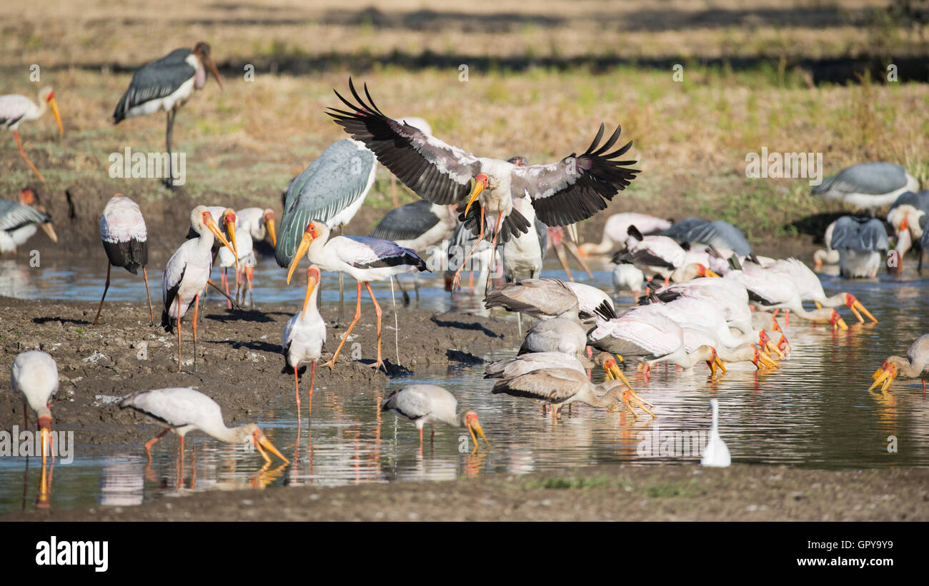 Yellow-billed Stork (Myceteria ibis), Marabout Africain (crumniferus Flamant rose (Phoenicopterus ruber) pêche à Banque D'Images