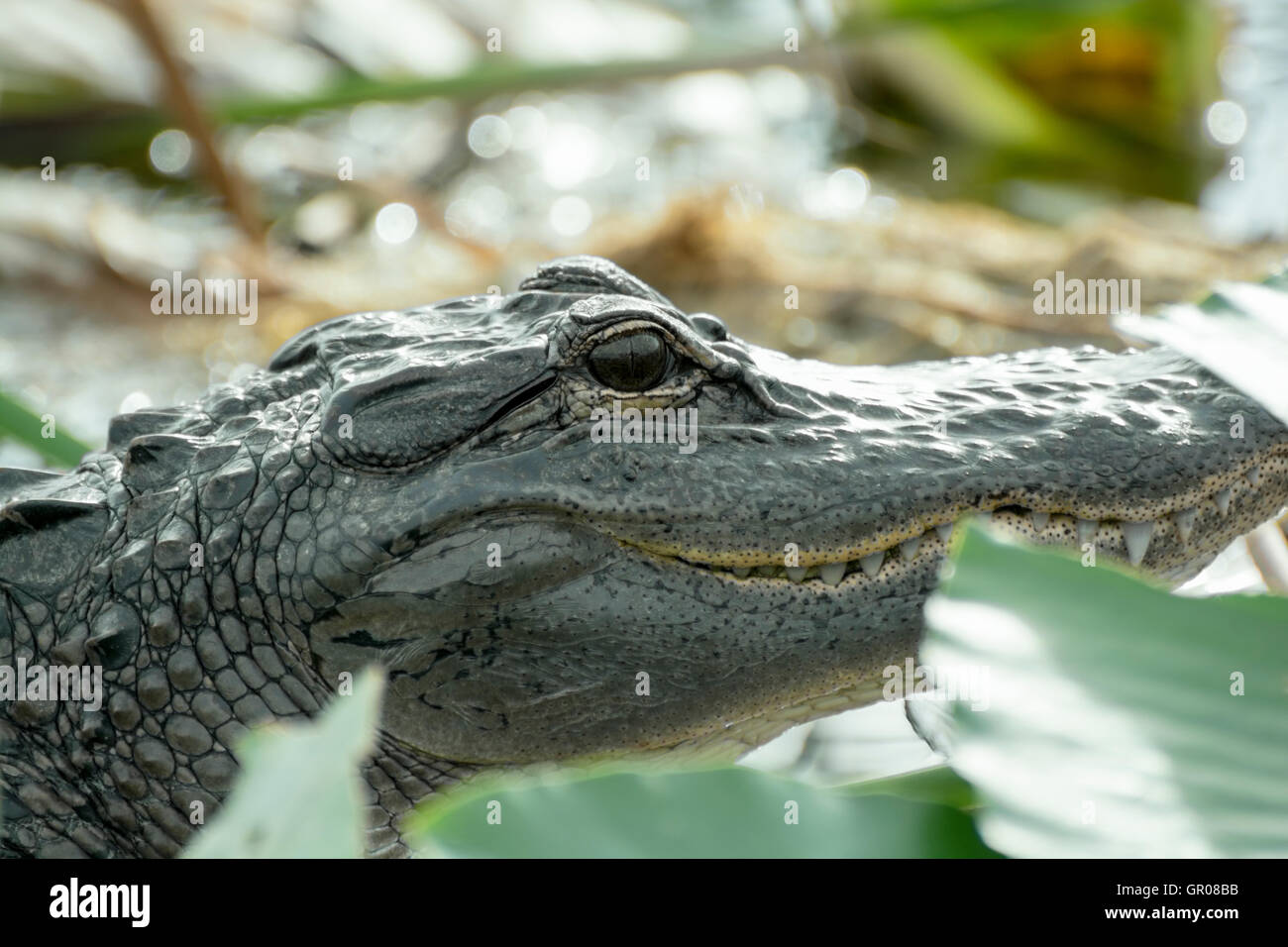 C'est un shot de un alligator n le marais au bord du lac d'Tohipekaliga Kissimmee Floride le 23 décembre 2015 Banque D'Images