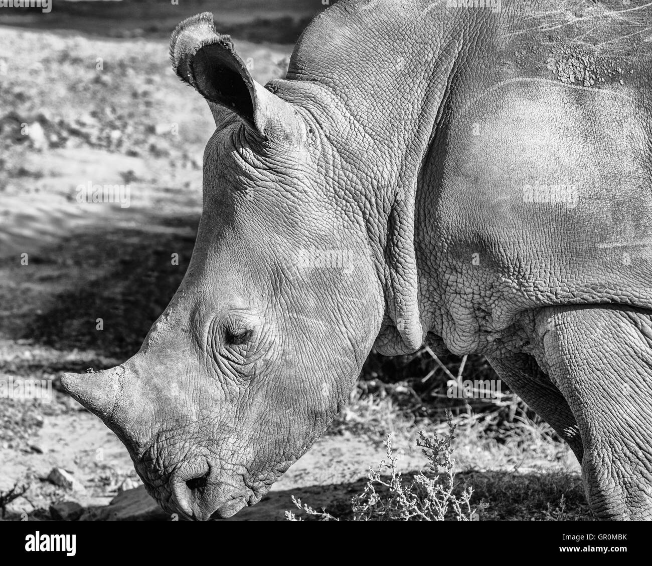 Rhinoceros (Ceratotherium simum) pâturage (monochrome) Banque D'Images