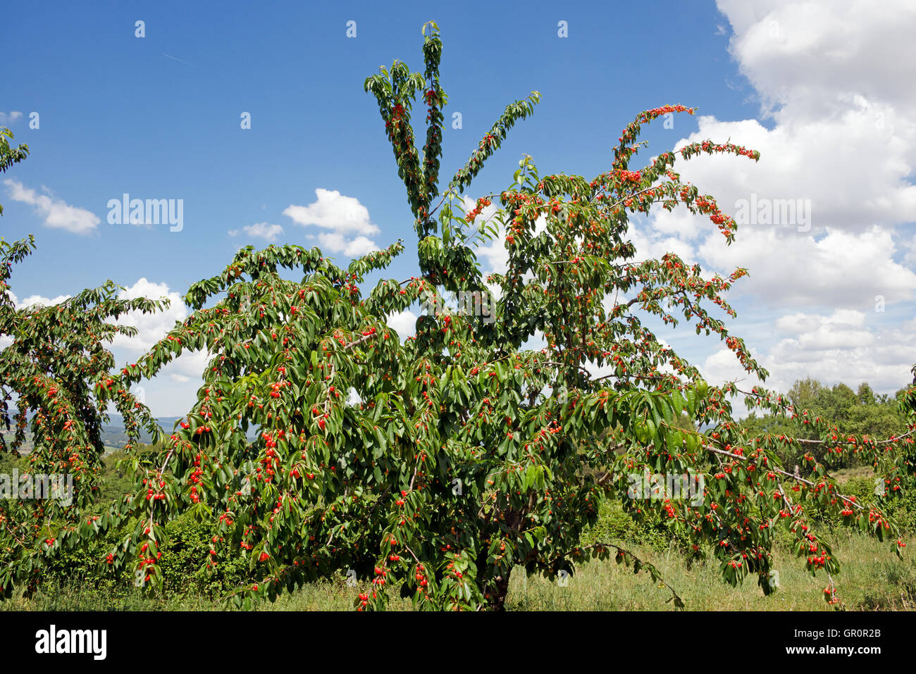 Laden cherry tree avec des cerises mûres Luberon Provence France Banque D'Images