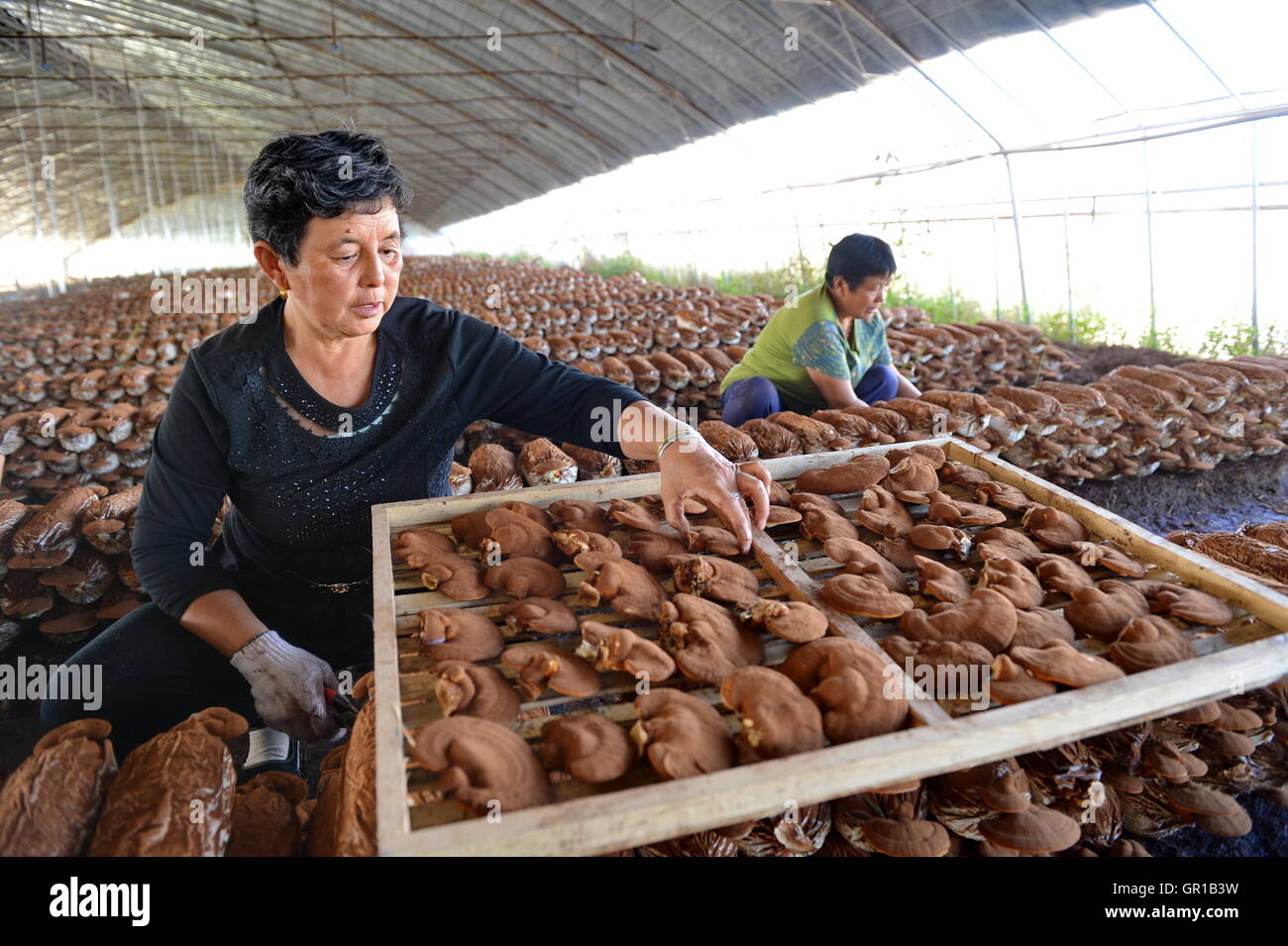 Photos Chine : champignons comestibles au Hebei — Chine Informations