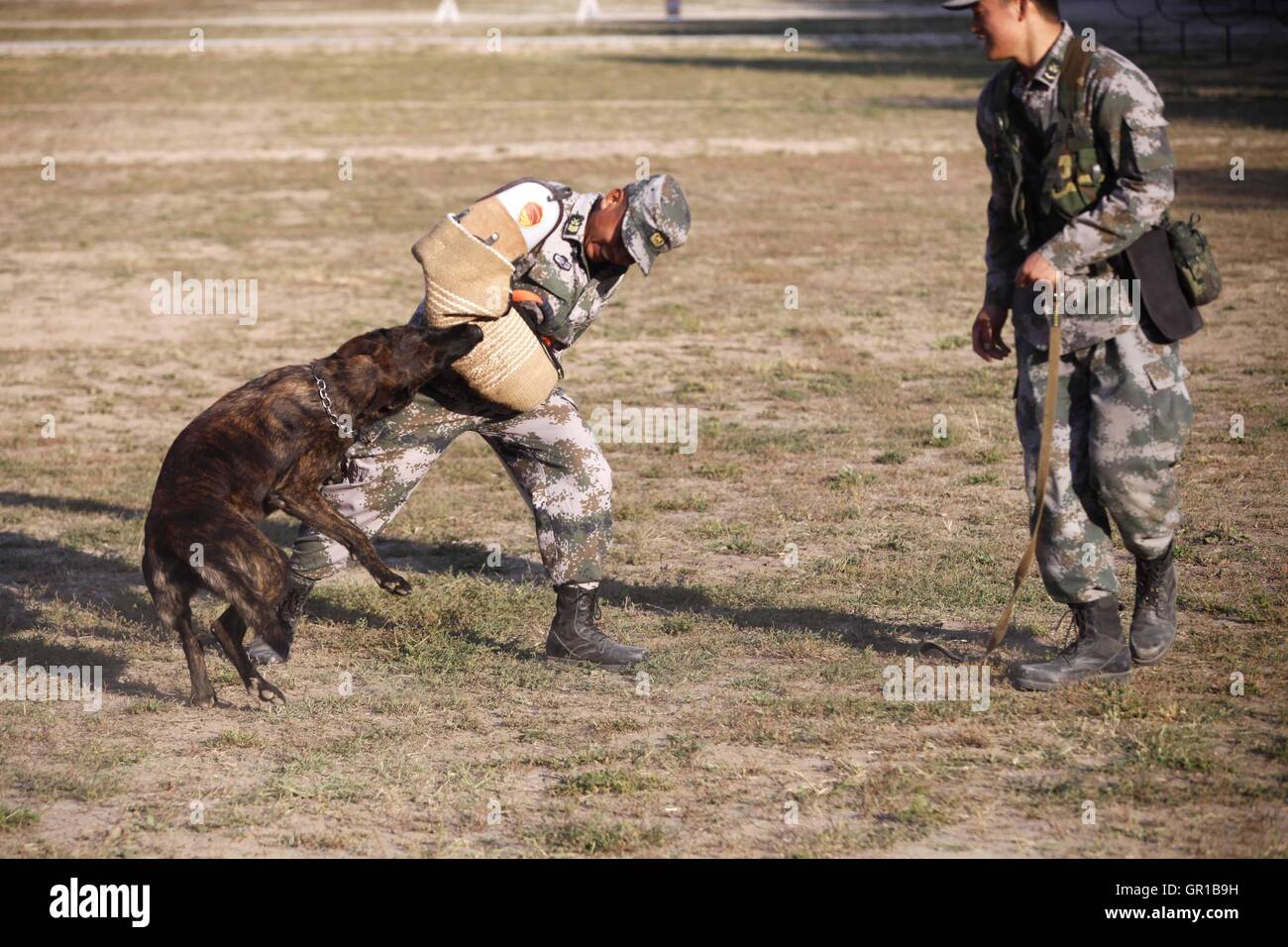 Dalian, Dalian, Chine. Sep 6, 2016. Dalian, Chine- ?6 Septembre 2016 : ?(EDITORIAL ?utiliser ?SEULEMENT. ?CHINE ?OUT) .Zhang Xiaolin, un soldat dans le nord-est de la Chine Â.s la province de Heilongjiang, a formé les chiens militaires pendant 23 ans. Comme un soldat expérimenté, Zhang a formé plus de 20 chiens militaires et formé plus de 2 000 soldats dans l'armée. © SIPA Asie/ZUMA/Alamy Fil Live News Banque D'Images Dalian, Dalian, Chine. Sep 6, 2016. Dalian, Chine- ?6 Septembre 2016 : ?(EDITORIAL ?utiliser ?SEULEMENT. ?CHINE ?OUT) .Zhang Xiaolin, un soldat dans le nord-est de la Chine Â.s la province de Heilongjiang, a formé les chiens militaires pendant 23 ans. Comme un soldat expérimenté, Zhang a formé plus de 20 chiens militaires et formé plus de 2 000 soldats dans l'armée. © SIPA Asie/ZUMA/Alamy Fil Live News Banque D'Images