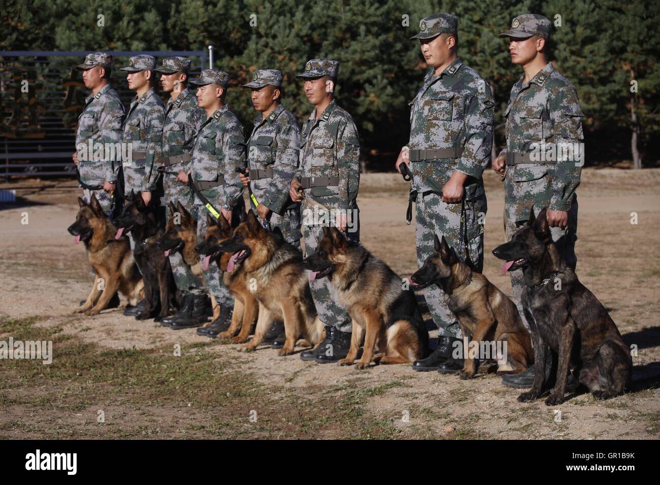 Dalian, Dalian, Chine. Sep 6, 2016. Dalian, Chine- ?6 Septembre 2016 : ?(EDITORIAL ?utiliser ?SEULEMENT. ?CHINE ?OUT) .Zhang Xiaolin, un soldat dans le nord-est de la Chine Â.s la province de Heilongjiang, a formé les chiens militaires pendant 23 ans. Comme un soldat expérimenté, Zhang a formé plus de 20 chiens militaires et formé plus de 2 000 soldats dans l'armée. © SIPA Asie/ZUMA/Alamy Fil Live News Banque D'Images Dalian, Dalian, Chine. Sep 6, 2016. Dalian, Chine- ?6 Septembre 2016 : ?(EDITORIAL ?utiliser ?SEULEMENT. ?CHINE ?OUT) .Zhang Xiaolin, un soldat dans le nord-est de la Chine Â.s la province de Heilongjiang, a formé les chiens militaires pendant 23 ans. Comme un soldat expérimenté, Zhang a formé plus de 20 chiens militaires et formé plus de 2 000 soldats dans l'armée. © SIPA Asie/ZUMA/Alamy Fil Live News Banque D'Images