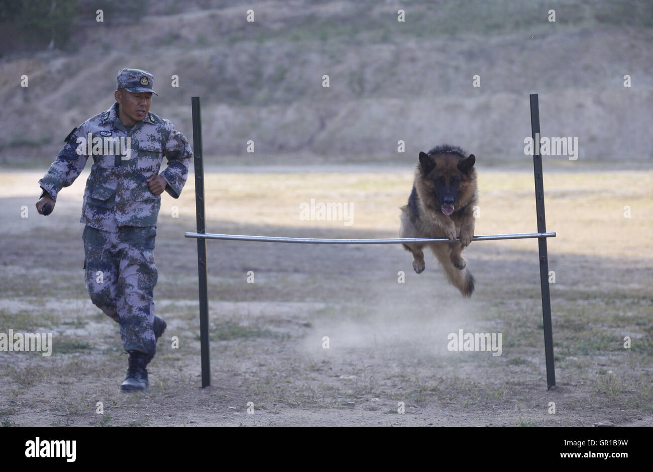 Dalian, Dalian, Chine. Sep 6, 2016. Dalian, Chine- ?6 Septembre 2016 : ?(EDITORIAL ?utiliser ?SEULEMENT. ?CHINE ?OUT) .Zhang Xiaolin, un soldat dans le nord-est de la Chine Â.s la province de Heilongjiang, a formé les chiens militaires pendant 23 ans. Comme un soldat expérimenté, Zhang a formé plus de 20 chiens militaires et formé plus de 2 000 soldats dans l'armée. © SIPA Asie/ZUMA/Alamy Fil Live News Banque D'Images Dalian, Dalian, Chine. Sep 6, 2016. Dalian, Chine- ?6 Septembre 2016 : ?(EDITORIAL ?utiliser ?SEULEMENT. ?CHINE ?OUT) .Zhang Xiaolin, un soldat dans le nord-est de la Chine Â.s la province de Heilongjiang, a formé les chiens militaires pendant 23 ans. Comme un soldat expérimenté, Zhang a formé plus de 20 chiens militaires et formé plus de 2 000 soldats dans l'armée. © SIPA Asie/ZUMA/Alamy Fil Live News Banque D'Images