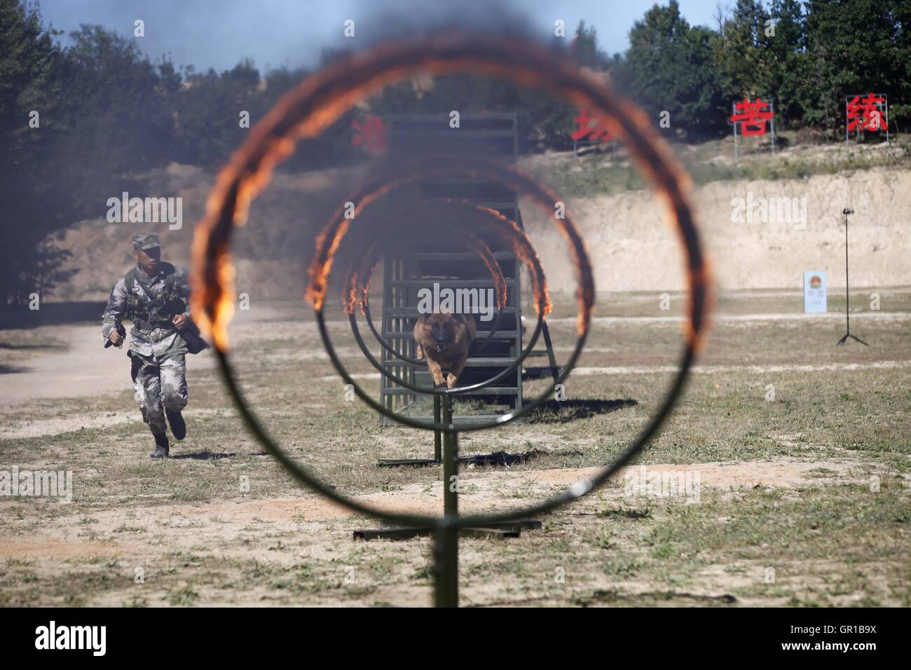 Dalian, Dalian, Chine. Sep 6, 2016. Dalian, Chine- ?6 Septembre 2016 : ?(EDITORIAL ?utiliser ?SEULEMENT. ?CHINE ?OUT) .Zhang Xiaolin, un soldat dans le nord-est de la Chine Â.s la province de Heilongjiang, a formé les chiens militaires pendant 23 ans. Comme un soldat expérimenté, Zhang a formé plus de 20 chiens militaires et formé plus de 2 000 soldats dans l'armée. © SIPA Asie/ZUMA/Alamy Fil Live News Banque D'Images Dalian, Dalian, Chine. Sep 6, 2016. Dalian, Chine- ?6 Septembre 2016 : ?(EDITORIAL ?utiliser ?SEULEMENT. ?CHINE ?OUT) .Zhang Xiaolin, un soldat dans le nord-est de la Chine Â.s la province de Heilongjiang, a formé les chiens militaires pendant 23 ans. Comme un soldat expérimenté, Zhang a formé plus de 20 chiens militaires et formé plus de 2 000 soldats dans l'armée. © SIPA Asie/ZUMA/Alamy Fil Live News Banque D'Images