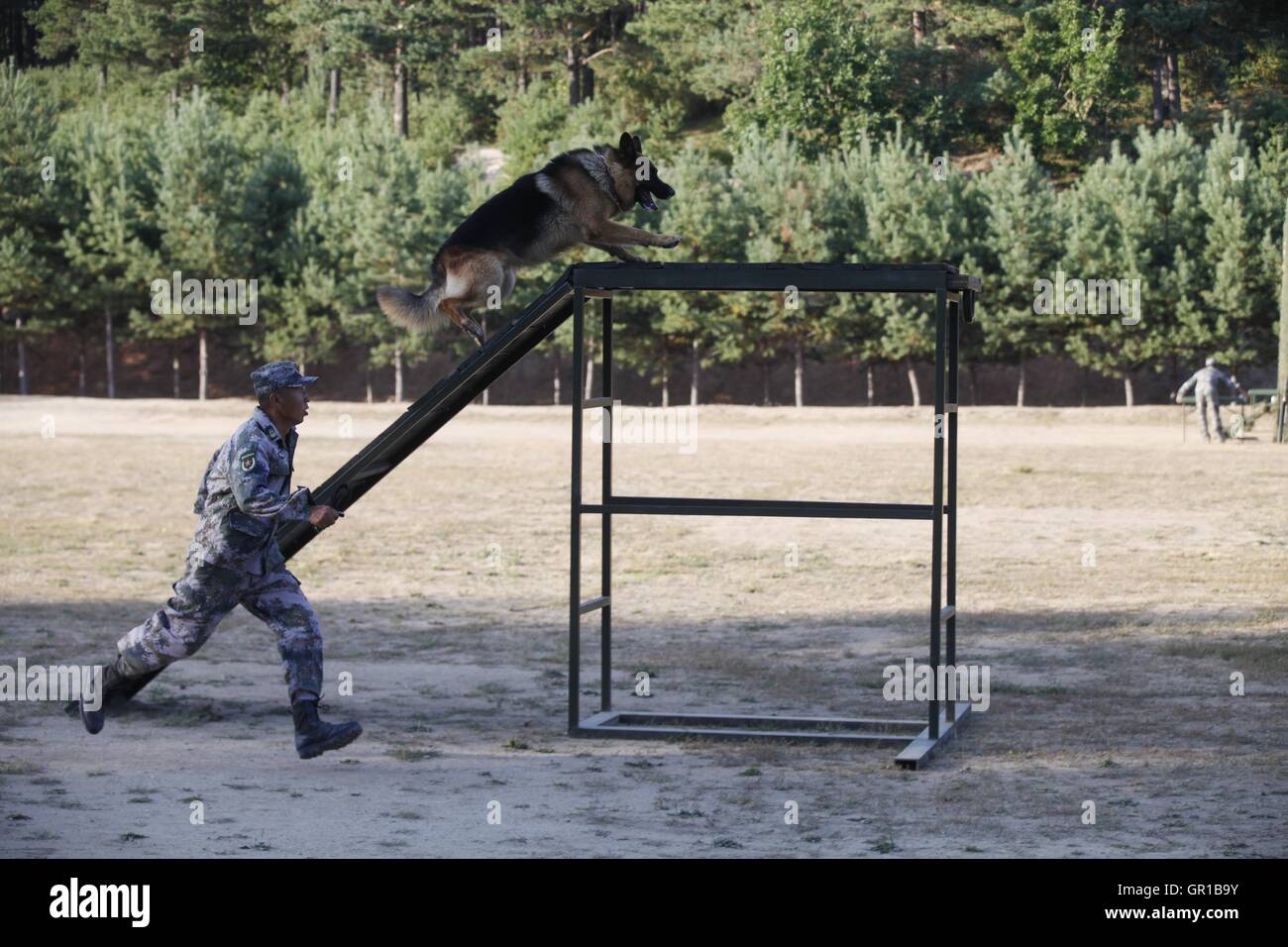 Dalian, Dalian, Chine. Sep 6, 2016. Dalian, Chine- 6 septembre 2016 EDITORIAL : (UTILISER SEULEMENT. Chine OUT) .Zhang Xiaolin forme les chiens militaires. Zhang Xiaolin, un soldat dans le nord-est de la Chine Â.s la province de Heilongjiang, a formé les chiens militaires pendant 23 ans. Comme un soldat expérimenté, Zhang a formé plus de 20 chiens militaires et formé plus de 2 000 soldats dans l'armée. © SIPA Asie/ZUMA/Alamy Fil Live News Banque D'Images Dalian, Dalian, Chine. Sep 6, 2016. Dalian, Chine- 6 septembre 2016 EDITORIAL : (UTILISER SEULEMENT. Chine OUT) .Zhang Xiaolin forme les chiens militaires. Zhang Xiaolin, un soldat dans le nord-est de la Chine Â.s la province de Heilongjiang, a formé les chiens militaires pendant 23 ans. Comme un soldat expérimenté, Zhang a formé plus de 20 chiens militaires et formé plus de 2 000 soldats dans l'armée. © SIPA Asie/ZUMA/Alamy Fil Live News Banque D'Images