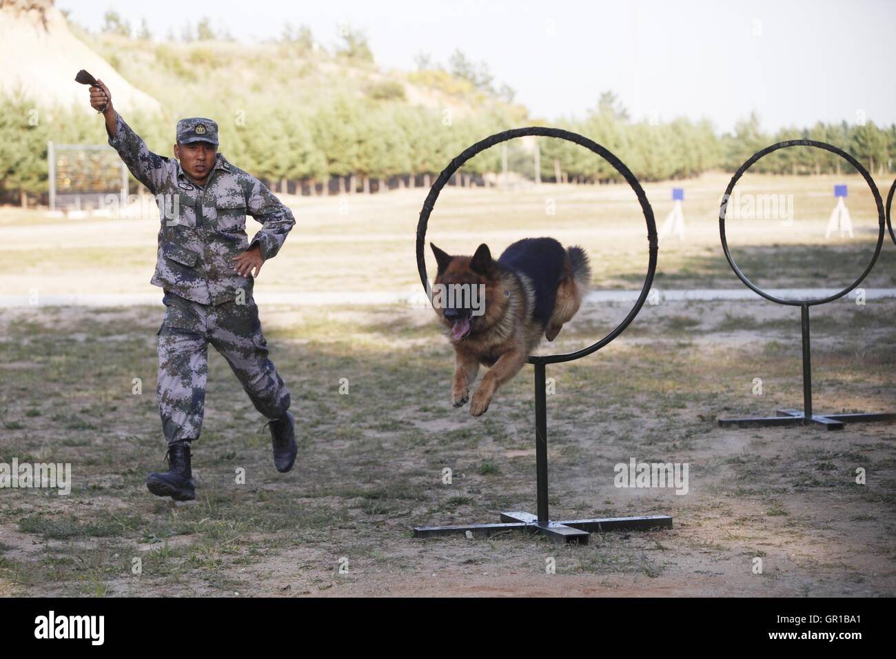 Dalian, Dalian, Chine. Sep 6, 2016. Dalian, Chine- 6 septembre 2016 EDITORIAL : (UTILISER SEULEMENT. Chine OUT) .Zhang Xiaolin forme les chiens militaires. Zhang Xiaolin, un soldat dans le nord-est de la Chine Â.s la province de Heilongjiang, a formé les chiens militaires pendant 23 ans. Comme un soldat expérimenté, Zhang a formé plus de 20 chiens militaires et formé plus de 2 000 soldats dans l'armée. © SIPA Asie/ZUMA/Alamy Fil Live News Banque D'Images Dalian, Dalian, Chine. Sep 6, 2016. Dalian, Chine- 6 septembre 2016 EDITORIAL : (UTILISER SEULEMENT. Chine OUT) .Zhang Xiaolin forme les chiens militaires. Zhang Xiaolin, un soldat dans le nord-est de la Chine Â.s la province de Heilongjiang, a formé les chiens militaires pendant 23 ans. Comme un soldat expérimenté, Zhang a formé plus de 20 chiens militaires et formé plus de 2 000 soldats dans l'armée. © SIPA Asie/ZUMA/Alamy Fil Live News Banque D'Images