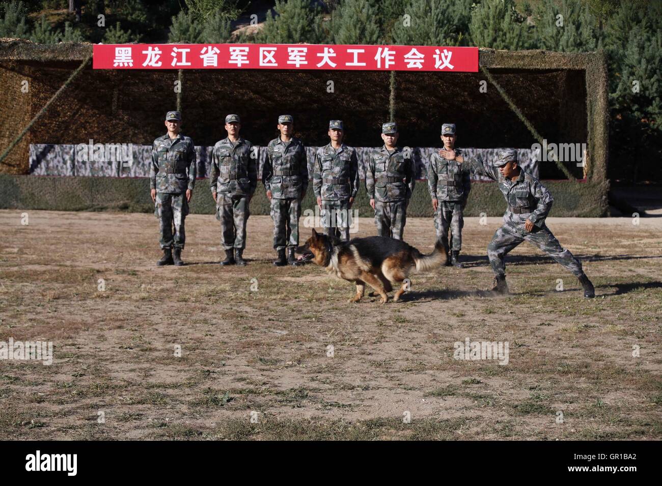 Dalian, Dalian, Chine. Sep 6, 2016. Dalian, Chine- ?6 Septembre 2016 : ?(EDITORIAL ?utiliser ?SEULEMENT. ?CHINE ?OUT) .Zhang Xiaolin, un soldat dans le nord-est de la Chine Â.s la province de Heilongjiang, a formé les chiens militaires pendant 23 ans. Comme un soldat expérimenté, Zhang a formé plus de 20 chiens militaires et formé plus de 2 000 soldats dans l'armée. © SIPA Asie/ZUMA/Alamy Fil Live News Banque D'Images Dalian, Dalian, Chine. Sep 6, 2016. Dalian, Chine- ?6 Septembre 2016 : ?(EDITORIAL ?utiliser ?SEULEMENT. ?CHINE ?OUT) .Zhang Xiaolin, un soldat dans le nord-est de la Chine Â.s la province de Heilongjiang, a formé les chiens militaires pendant 23 ans. Comme un soldat expérimenté, Zhang a formé plus de 20 chiens militaires et formé plus de 2 000 soldats dans l'armée. © SIPA Asie/ZUMA/Alamy Fil Live News Banque D'Images