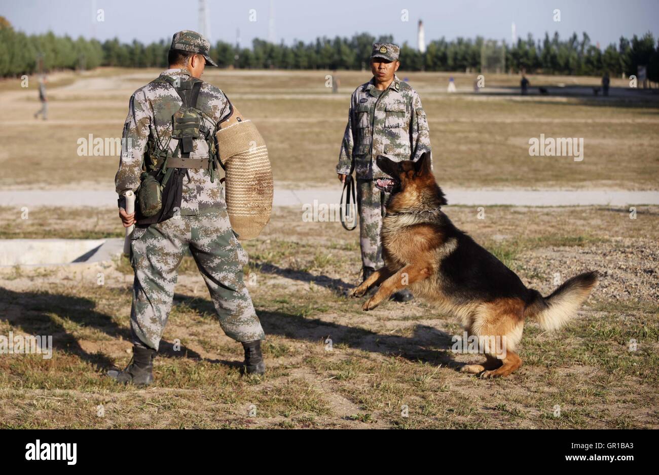 Dalian, Dalian, Chine. Sep 6, 2016. Dalian, Chine- ?6 Septembre 2016 : ?(EDITORIAL ?utiliser ?SEULEMENT. ?CHINE ?OUT) .Zhang Xiaolin, un soldat dans le nord-est de la Chine Â.s la province de Heilongjiang, a formé les chiens militaires pendant 23 ans. Comme un soldat expérimenté, Zhang a formé plus de 20 chiens militaires et formé plus de 2 000 soldats dans l'armée. © SIPA Asie/ZUMA/Alamy Fil Live News Banque D'Images Dalian, Dalian, Chine. Sep 6, 2016. Dalian, Chine- ?6 Septembre 2016 : ?(EDITORIAL ?utiliser ?SEULEMENT. ?CHINE ?OUT) .Zhang Xiaolin, un soldat dans le nord-est de la Chine Â.s la province de Heilongjiang, a formé les chiens militaires pendant 23 ans. Comme un soldat expérimenté, Zhang a formé plus de 20 chiens militaires et formé plus de 2 000 soldats dans l'armée. © SIPA Asie/ZUMA/Alamy Fil Live News Banque D'Images