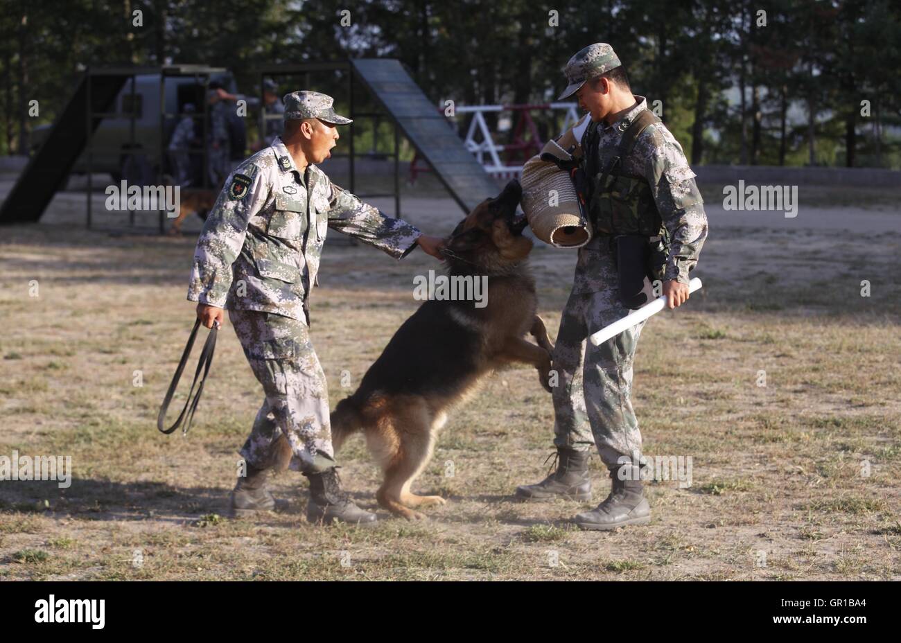 Dalian, Dalian, Chine. Sep 6, 2016. Dalian, Chine- ?6 Septembre 2016 : ?(EDITORIAL ?utiliser ?SEULEMENT. ?CHINE ?OUT) .Zhang Xiaolin, un soldat dans le nord-est de la Chine Â.s la province de Heilongjiang, a formé les chiens militaires pendant 23 ans. Comme un soldat expérimenté, Zhang a formé plus de 20 chiens militaires et formé plus de 2 000 soldats dans l'armée. © SIPA Asie/ZUMA/Alamy Fil Live News Banque D'Images Dalian, Dalian, Chine. Sep 6, 2016. Dalian, Chine- ?6 Septembre 2016 : ?(EDITORIAL ?utiliser ?SEULEMENT. ?CHINE ?OUT) .Zhang Xiaolin, un soldat dans le nord-est de la Chine Â.s la province de Heilongjiang, a formé les chiens militaires pendant 23 ans. Comme un soldat expérimenté, Zhang a formé plus de 20 chiens militaires et formé plus de 2 000 soldats dans l'armée. © SIPA Asie/ZUMA/Alamy Fil Live News Banque D'Images