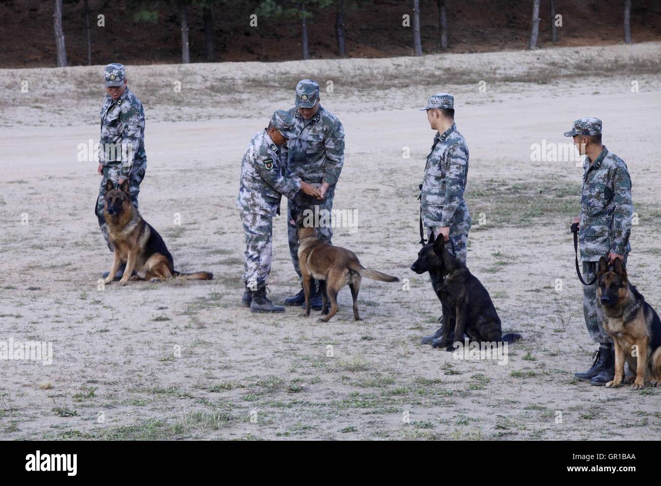 Dalian, Dalian, Chine. Sep 6, 2016. Dalian, Chine- ?6 Septembre 2016 : ?(EDITORIAL ?utiliser ?SEULEMENT. ?CHINE ?OUT) .Zhang Xiaolin, un soldat dans le nord-est de la Chine Â.s la province de Heilongjiang, a formé les chiens militaires pendant 23 ans. Comme un soldat expérimenté, Zhang a formé plus de 20 chiens militaires et formé plus de 2 000 soldats dans l'armée. © SIPA Asie/ZUMA/Alamy Fil Live News Banque D'Images Dalian, Dalian, Chine. Sep 6, 2016. Dalian, Chine- ?6 Septembre 2016 : ?(EDITORIAL ?utiliser ?SEULEMENT. ?CHINE ?OUT) .Zhang Xiaolin, un soldat dans le nord-est de la Chine Â.s la province de Heilongjiang, a formé les chiens militaires pendant 23 ans. Comme un soldat expérimenté, Zhang a formé plus de 20 chiens militaires et formé plus de 2 000 soldats dans l'armée. © SIPA Asie/ZUMA/Alamy Fil Live News Banque D'Images