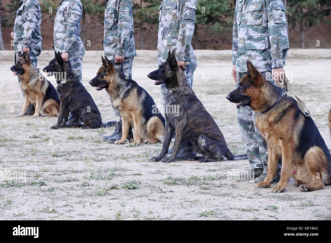 Dalian, Dalian, Chine. Sep 6, 2016. Dalian, Chine- ?6 Septembre 2016 : ?(EDITORIAL ?utiliser ?SEULEMENT. ?CHINE ?OUT) .Zhang Xiaolin, un soldat dans le nord-est de la Chine Â.s la province de Heilongjiang, a formé les chiens militaires pendant 23 ans. Comme un soldat expérimenté, Zhang a formé plus de 20 chiens militaires et formé plus de 2 000 soldats dans l'armée. © SIPA Asie/ZUMA/Alamy Fil Live News Banque D'Images Dalian, Dalian, Chine. Sep 6, 2016. Dalian, Chine- ?6 Septembre 2016 : ?(EDITORIAL ?utiliser ?SEULEMENT. ?CHINE ?OUT) .Zhang Xiaolin, un soldat dans le nord-est de la Chine Â.s la province de Heilongjiang, a formé les chiens militaires pendant 23 ans. Comme un soldat expérimenté, Zhang a formé plus de 20 chiens militaires et formé plus de 2 000 soldats dans l'armée. © SIPA Asie/ZUMA/Alamy Fil Live News Banque D'Images