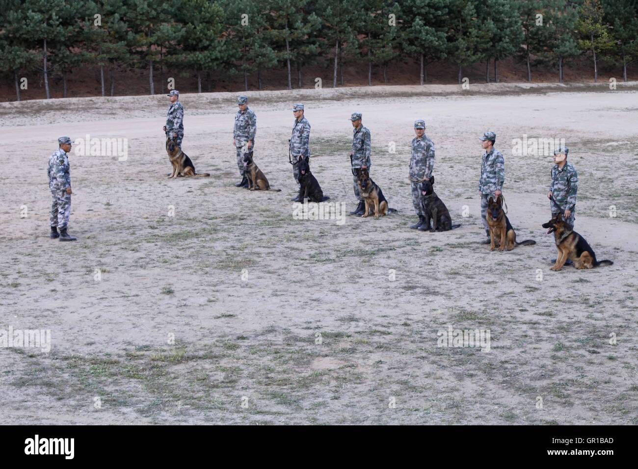 Dalian, Dalian, Chine. Sep 6, 2016. Dalian, Chine- ?6 Septembre 2016 : ?(EDITORIAL ?utiliser ?SEULEMENT. ?CHINE ?OUT) .Zhang Xiaolin, un soldat dans le nord-est de la Chine Â.s la province de Heilongjiang, a formé les chiens militaires pendant 23 ans. Comme un soldat expérimenté, Zhang a formé plus de 20 chiens militaires et formé plus de 2 000 soldats dans l'armée. © SIPA Asie/ZUMA/Alamy Fil Live News Banque D'Images Dalian, Dalian, Chine. Sep 6, 2016. Dalian, Chine- ?6 Septembre 2016 : ?(EDITORIAL ?utiliser ?SEULEMENT. ?CHINE ?OUT) .Zhang Xiaolin, un soldat dans le nord-est de la Chine Â.s la province de Heilongjiang, a formé les chiens militaires pendant 23 ans. Comme un soldat expérimenté, Zhang a formé plus de 20 chiens militaires et formé plus de 2 000 soldats dans l'armée. © SIPA Asie/ZUMA/Alamy Fil Live News Banque D'Images