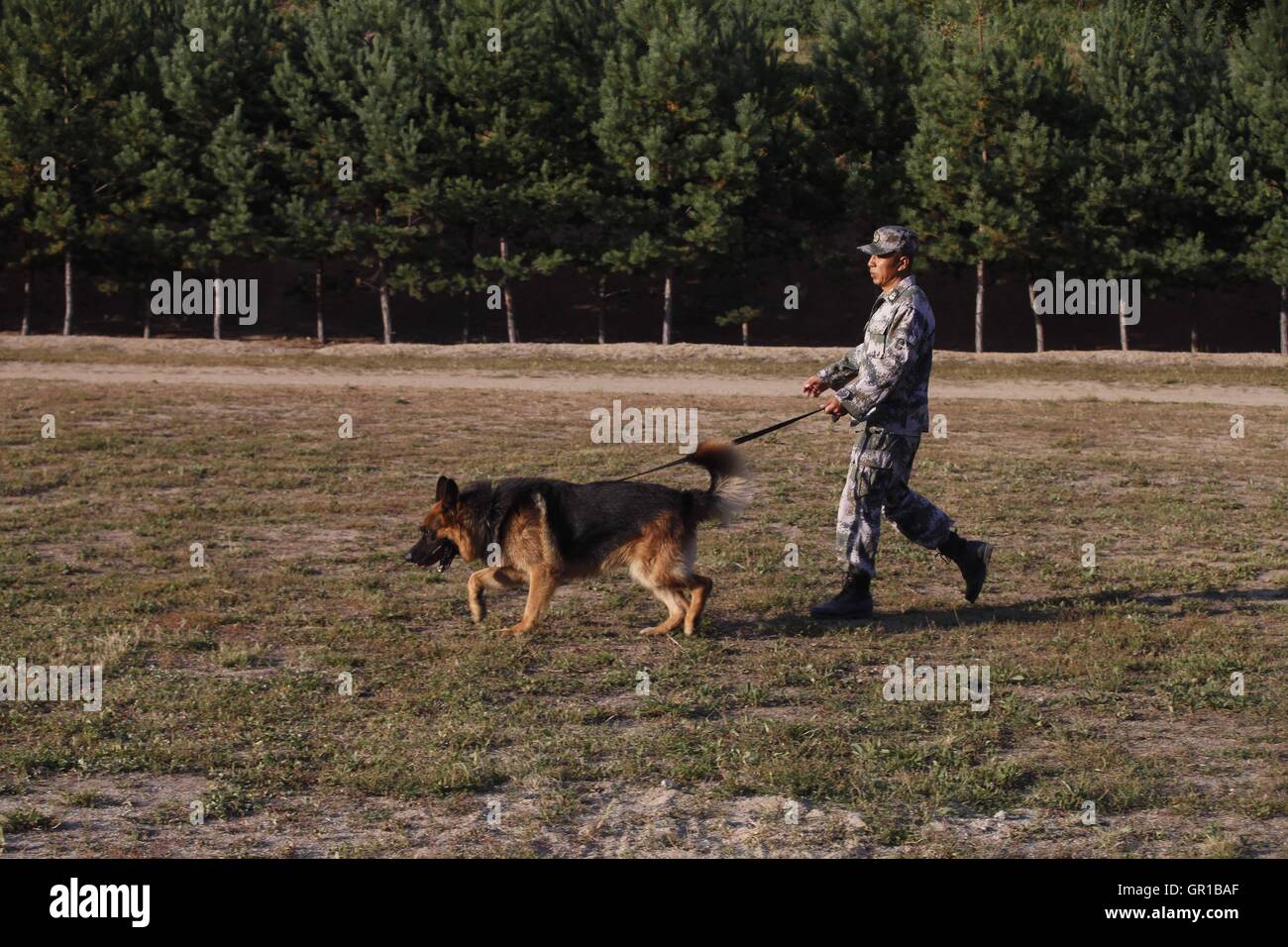 Dalian, Dalian, Chine. Sep 6, 2016. Dalian, Chine- ?6 Septembre 2016 : ?(EDITORIAL ?utiliser ?SEULEMENT. ?CHINE ?OUT) .Zhang Xiaolin, un soldat dans le nord-est de la Chine Â.s la province de Heilongjiang, a formé les chiens militaires pendant 23 ans. Comme un soldat expérimenté, Zhang a formé plus de 20 chiens militaires et formé plus de 2 000 soldats dans l'armée. © SIPA Asie/ZUMA/Alamy Fil Live News Banque D'Images Dalian, Dalian, Chine. Sep 6, 2016. Dalian, Chine- ?6 Septembre 2016 : ?(EDITORIAL ?utiliser ?SEULEMENT. ?CHINE ?OUT) .Zhang Xiaolin, un soldat dans le nord-est de la Chine Â.s la province de Heilongjiang, a formé les chiens militaires pendant 23 ans. Comme un soldat expérimenté, Zhang a formé plus de 20 chiens militaires et formé plus de 2 000 soldats dans l'armée. © SIPA Asie/ZUMA/Alamy Fil Live News Banque D'Images