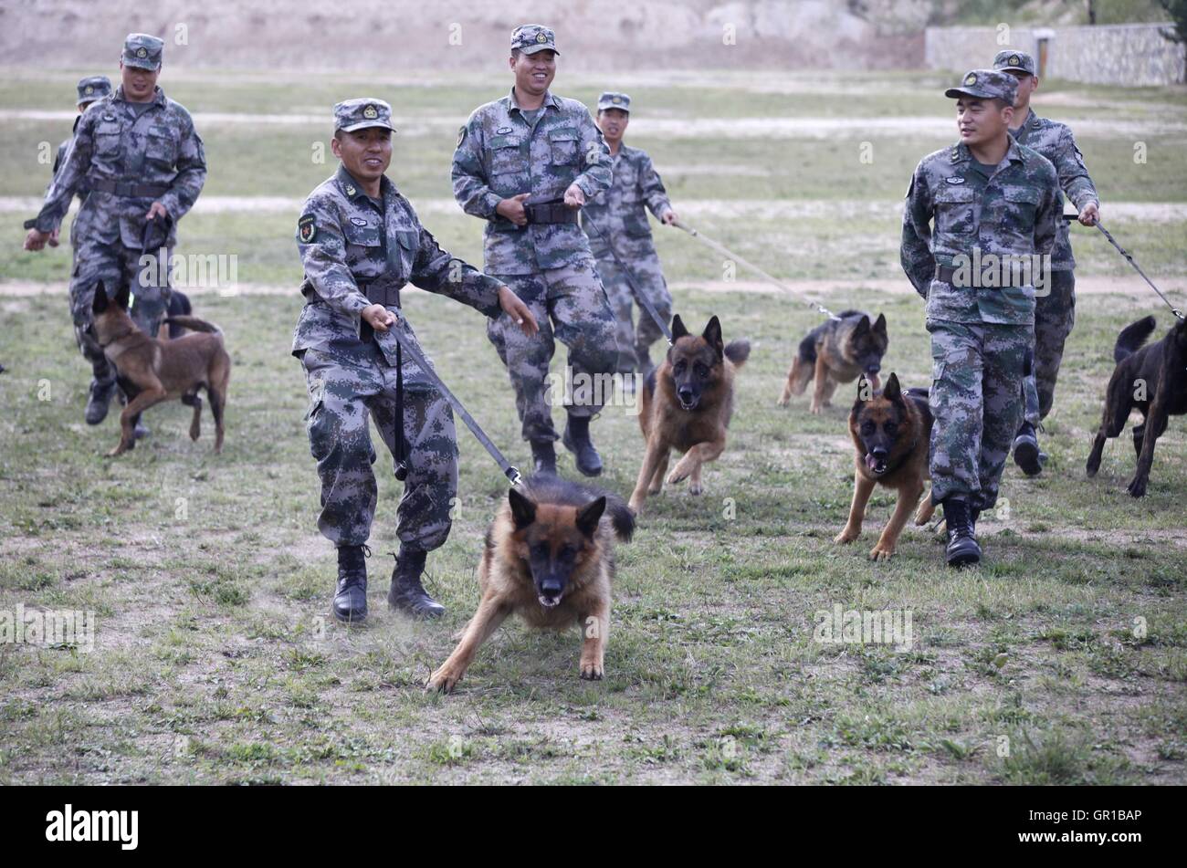Dalian, Dalian, Chine. Sep 6, 2016. Dalian, Chine- ?6 Septembre 2016 : ?(EDITORIAL ?utiliser ?SEULEMENT. ?CHINE ?OUT) .Zhang Xiaolin, un soldat dans le nord-est de la Chine Â.s la province de Heilongjiang, a formé les chiens militaires pendant 23 ans. Comme un soldat expérimenté, Zhang a formé plus de 20 chiens militaires et formé plus de 2 000 soldats dans l'armée. © SIPA Asie/ZUMA/Alamy Fil Live News Banque D'Images Dalian, Dalian, Chine. Sep 6, 2016. Dalian, Chine- ?6 Septembre 2016 : ?(EDITORIAL ?utiliser ?SEULEMENT. ?CHINE ?OUT) .Zhang Xiaolin, un soldat dans le nord-est de la Chine Â.s la province de Heilongjiang, a formé les chiens militaires pendant 23 ans. Comme un soldat expérimenté, Zhang a formé plus de 20 chiens militaires et formé plus de 2 000 soldats dans l'armée. © SIPA Asie/ZUMA/Alamy Fil Live News Banque D'Images