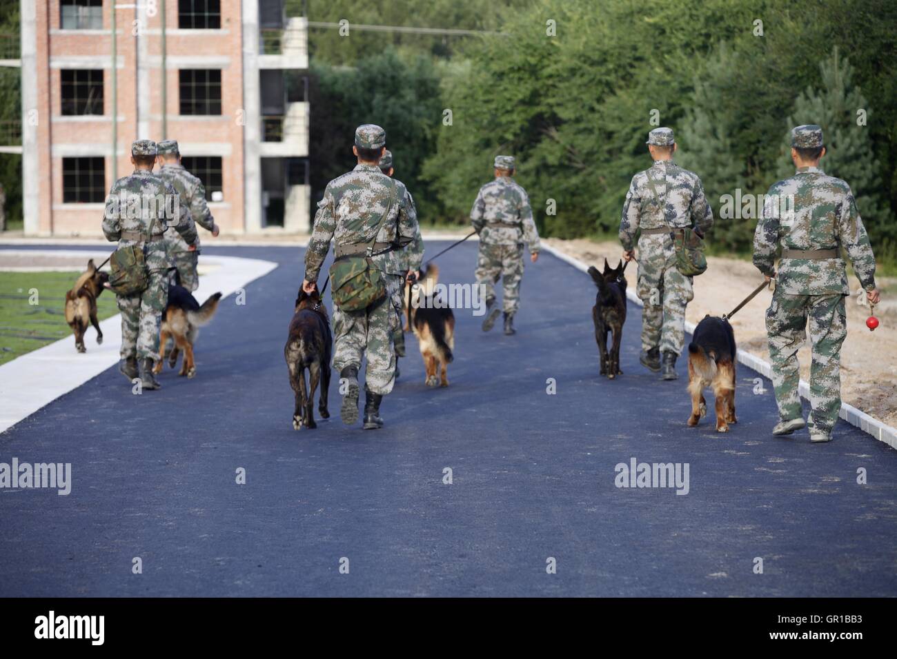 Dalian, Dalian, Chine. Sep 6, 2016. Dalian, Chine- ?6 Septembre 2016 : ?(EDITORIAL ?utiliser ?SEULEMENT. ?CHINE ?OUT) .Zhang Xiaolin, un soldat dans le nord-est de la Chine Â.s la province de Heilongjiang, a formé les chiens militaires pendant 23 ans. Comme un soldat expérimenté, Zhang a formé plus de 20 chiens militaires et formé plus de 2 000 soldats dans l'armée. © SIPA Asie/ZUMA/Alamy Fil Live News Banque D'Images Dalian, Dalian, Chine. Sep 6, 2016. Dalian, Chine- ?6 Septembre 2016 : ?(EDITORIAL ?utiliser ?SEULEMENT. ?CHINE ?OUT) .Zhang Xiaolin, un soldat dans le nord-est de la Chine Â.s la province de Heilongjiang, a formé les chiens militaires pendant 23 ans. Comme un soldat expérimenté, Zhang a formé plus de 20 chiens militaires et formé plus de 2 000 soldats dans l'armée. © SIPA Asie/ZUMA/Alamy Fil Live News Banque D'Images
