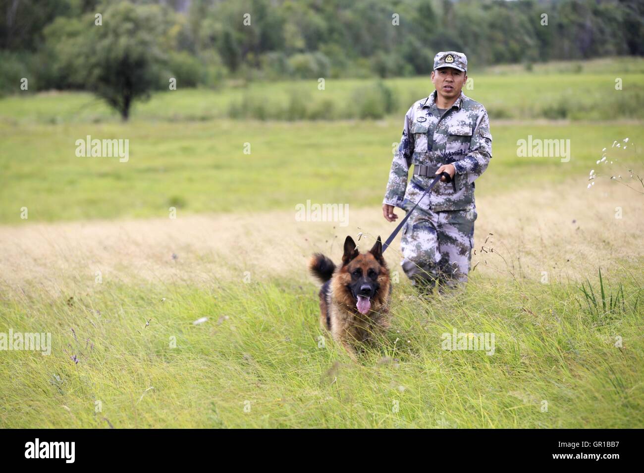 Dalian, Dalian, Chine. Sep 6, 2016. Dalian, Chine- ?6 Septembre 2016 : ?(EDITORIAL ?utiliser ?SEULEMENT. ?CHINE ?OUT) .Zhang Xiaolin, un soldat dans le nord-est de la Chine Â.s la province de Heilongjiang, a formé les chiens militaires pendant 23 ans. Comme un soldat expérimenté, Zhang a formé plus de 20 chiens militaires et formé plus de 2 000 soldats dans l'armée. © SIPA Asie/ZUMA/Alamy Fil Live News Banque D'Images Dalian, Dalian, Chine. Sep 6, 2016. Dalian, Chine- ?6 Septembre 2016 : ?(EDITORIAL ?utiliser ?SEULEMENT. ?CHINE ?OUT) .Zhang Xiaolin, un soldat dans le nord-est de la Chine Â.s la province de Heilongjiang, a formé les chiens militaires pendant 23 ans. Comme un soldat expérimenté, Zhang a formé plus de 20 chiens militaires et formé plus de 2 000 soldats dans l'armée. © SIPA Asie/ZUMA/Alamy Fil Live News Banque D'Images