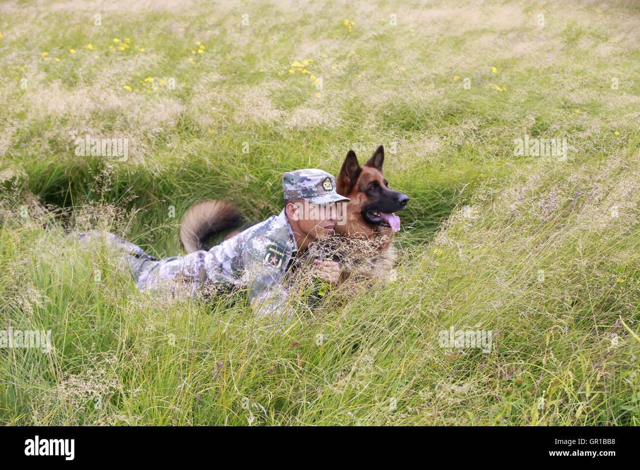 Dalian, Dalian, Chine. Sep 6, 2016. Dalian, Chine- ?6 Septembre 2016 : ?(EDITORIAL ?utiliser ?SEULEMENT. ?CHINE ?OUT) .Zhang Xiaolin, un soldat dans le nord-est de la Chine Â.s la province de Heilongjiang, a formé les chiens militaires pendant 23 ans. Comme un soldat expérimenté, Zhang a formé plus de 20 chiens militaires et formé plus de 2 000 soldats dans l'armée. © SIPA Asie/ZUMA/Alamy Fil Live News Banque D'Images Dalian, Dalian, Chine. Sep 6, 2016. Dalian, Chine- ?6 Septembre 2016 : ?(EDITORIAL ?utiliser ?SEULEMENT. ?CHINE ?OUT) .Zhang Xiaolin, un soldat dans le nord-est de la Chine Â.s la province de Heilongjiang, a formé les chiens militaires pendant 23 ans. Comme un soldat expérimenté, Zhang a formé plus de 20 chiens militaires et formé plus de 2 000 soldats dans l'armée. © SIPA Asie/ZUMA/Alamy Fil Live News Banque D'Images