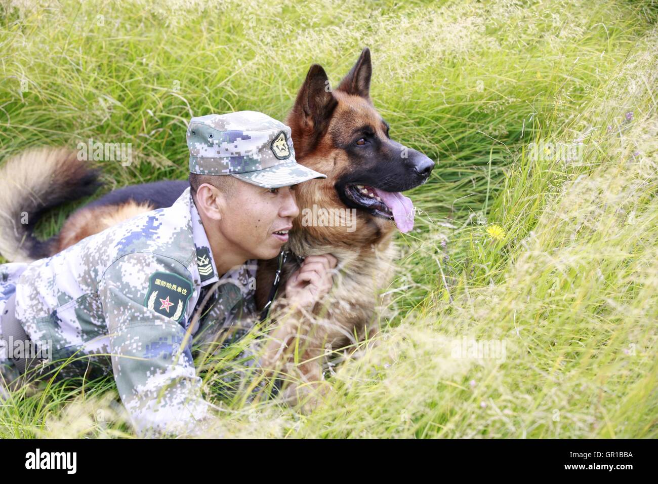 Dalian, Dalian, Chine. Sep 6, 2016. Dalian, Chine- ?6 Septembre 2016 : ?(EDITORIAL ?utiliser ?SEULEMENT. ?CHINE ?OUT) .Zhang Xiaolin, un soldat dans le nord-est de la Chine Â.s la province de Heilongjiang, a formé les chiens militaires pendant 23 ans. Comme un soldat expérimenté, Zhang a formé plus de 20 chiens militaires et formé plus de 2 000 soldats dans l'armée. © SIPA Asie/ZUMA/Alamy Fil Live News Banque D'Images Dalian, Dalian, Chine. Sep 6, 2016. Dalian, Chine- ?6 Septembre 2016 : ?(EDITORIAL ?utiliser ?SEULEMENT. ?CHINE ?OUT) .Zhang Xiaolin, un soldat dans le nord-est de la Chine Â.s la province de Heilongjiang, a formé les chiens militaires pendant 23 ans. Comme un soldat expérimenté, Zhang a formé plus de 20 chiens militaires et formé plus de 2 000 soldats dans l'armée. © SIPA Asie/ZUMA/Alamy Fil Live News Banque D'Images